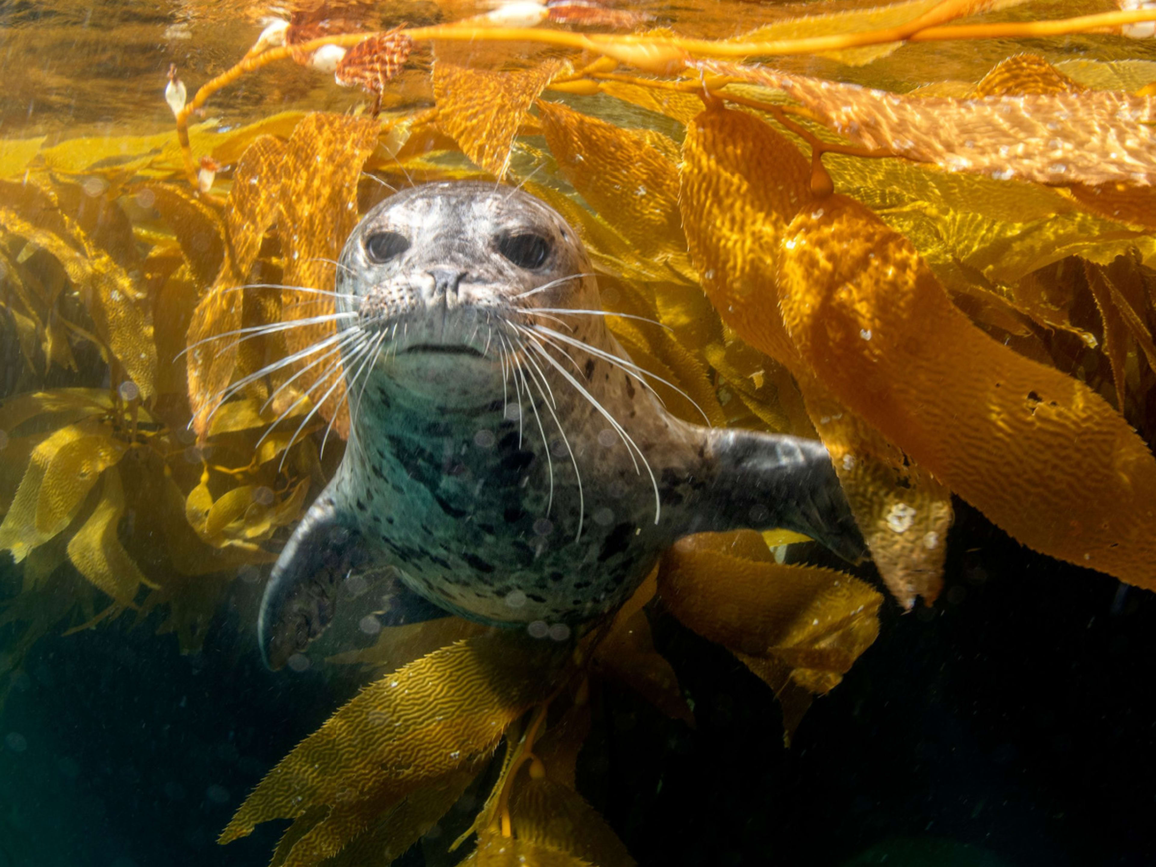 Seal underwater in the Californian Channel Islands