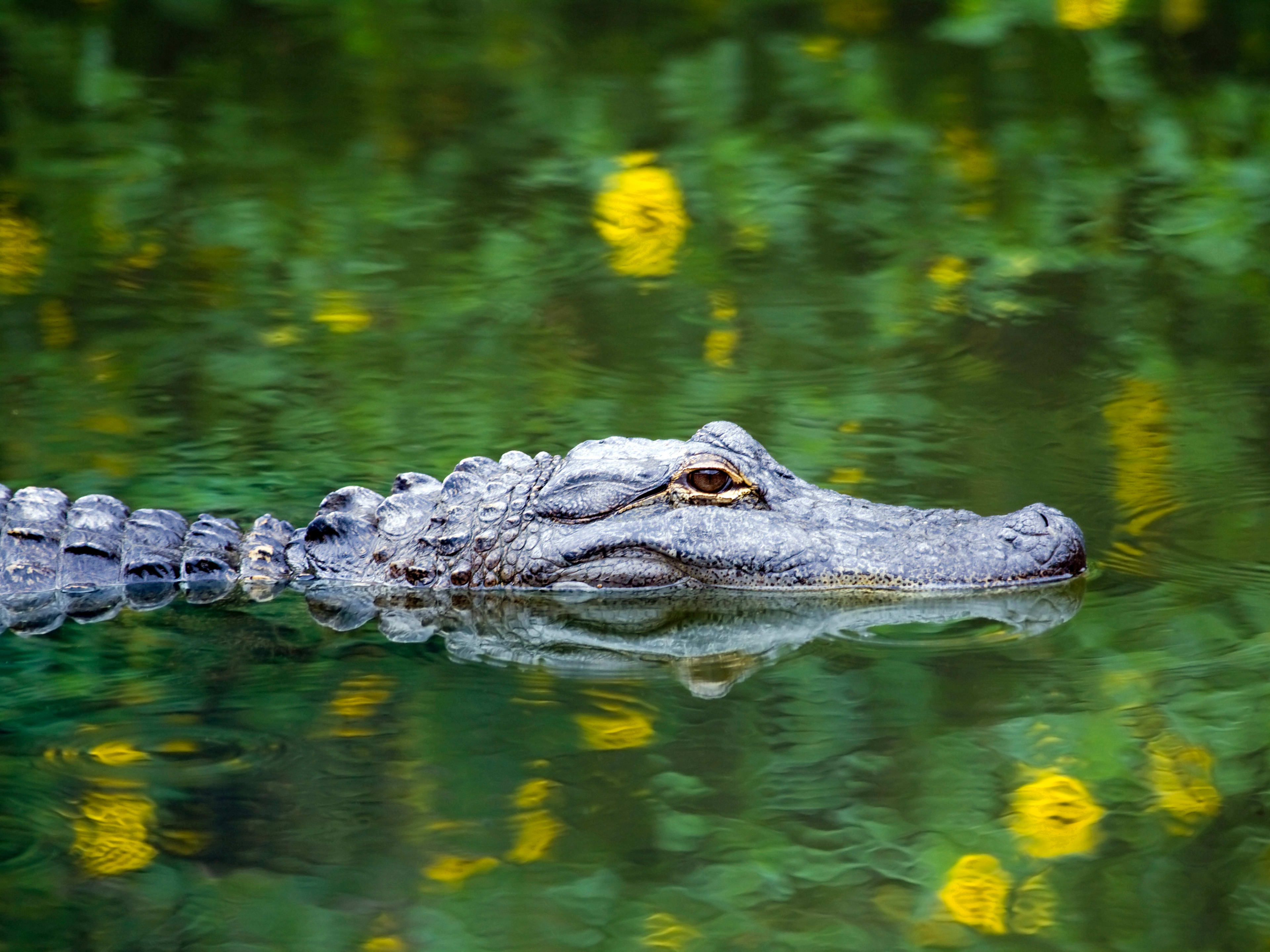Florida gator