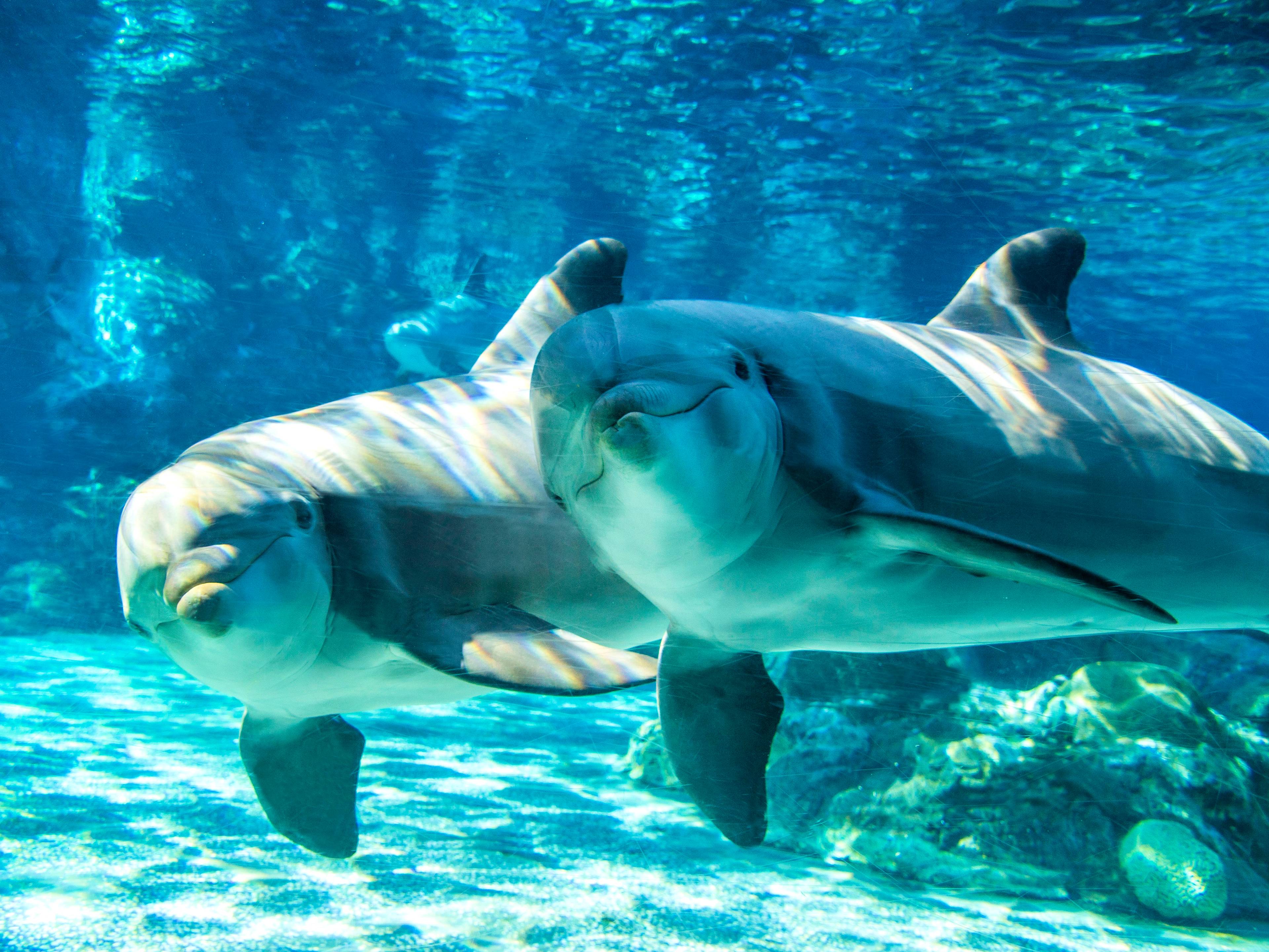 dolphins underwater at sea world