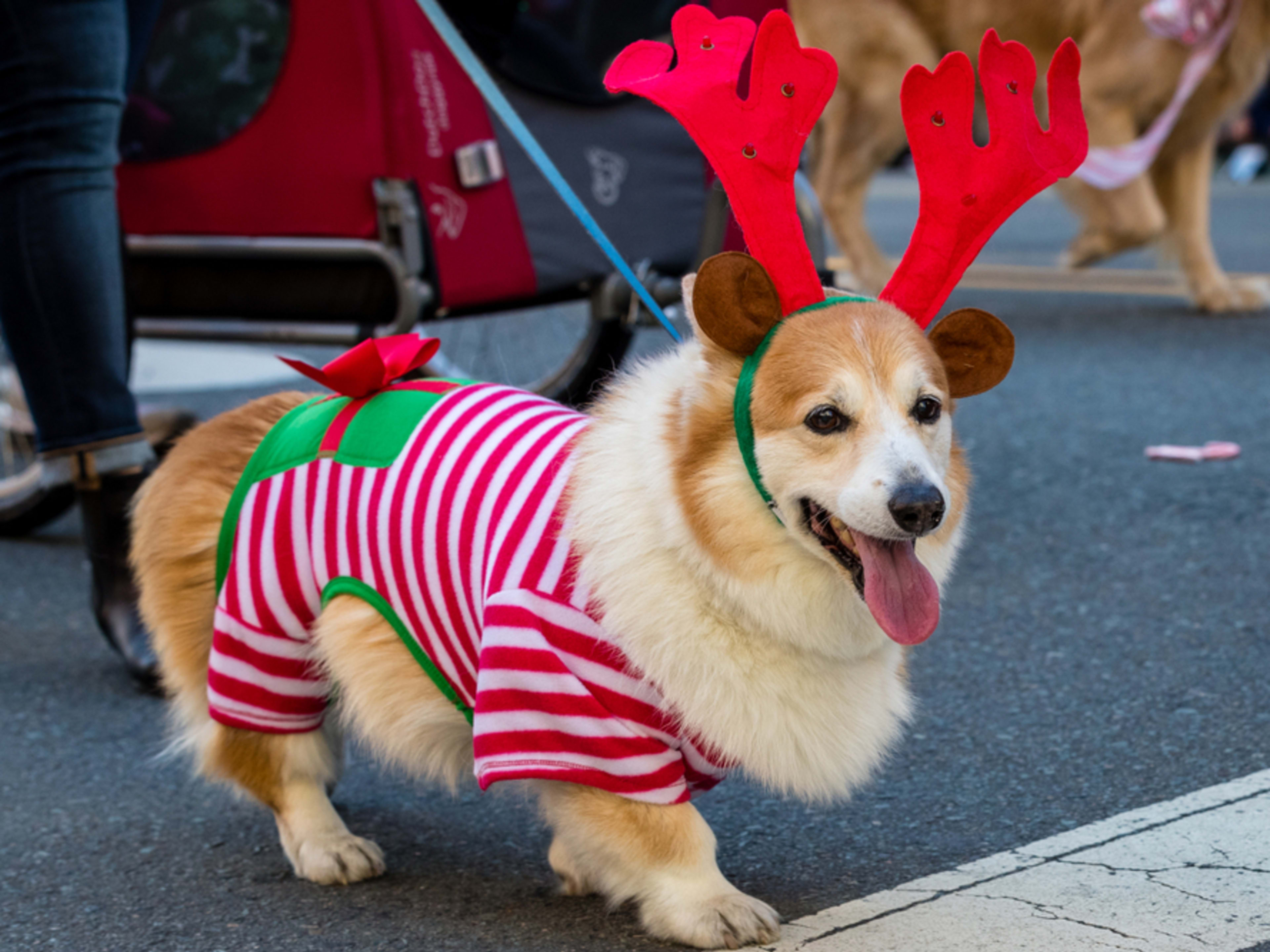 Perrito disfrazado en la cabalgata de mascotas de Navidad en San Diego. Fin de Año en San Diego.