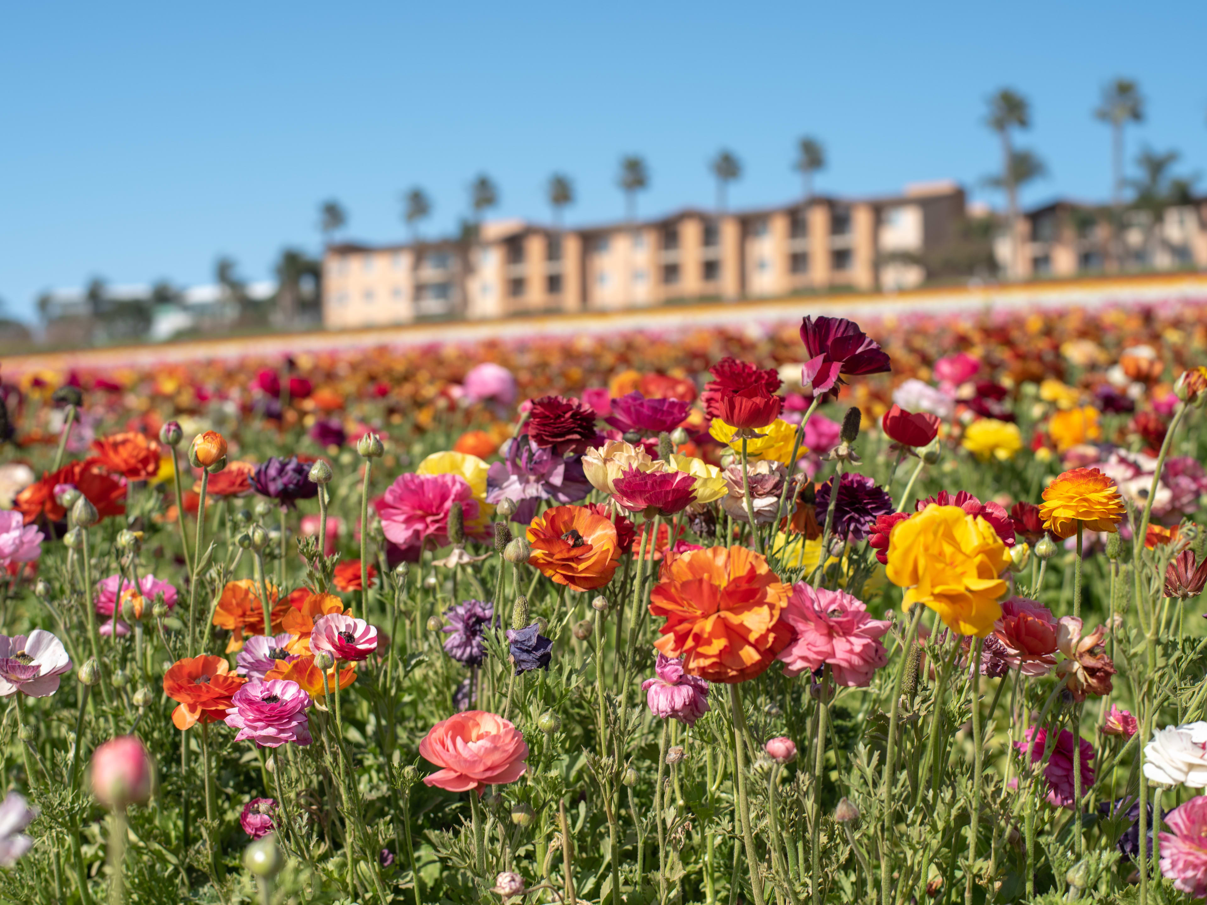 Campo de flores en Carlsbad Ranch, California. San Diego en marzo.