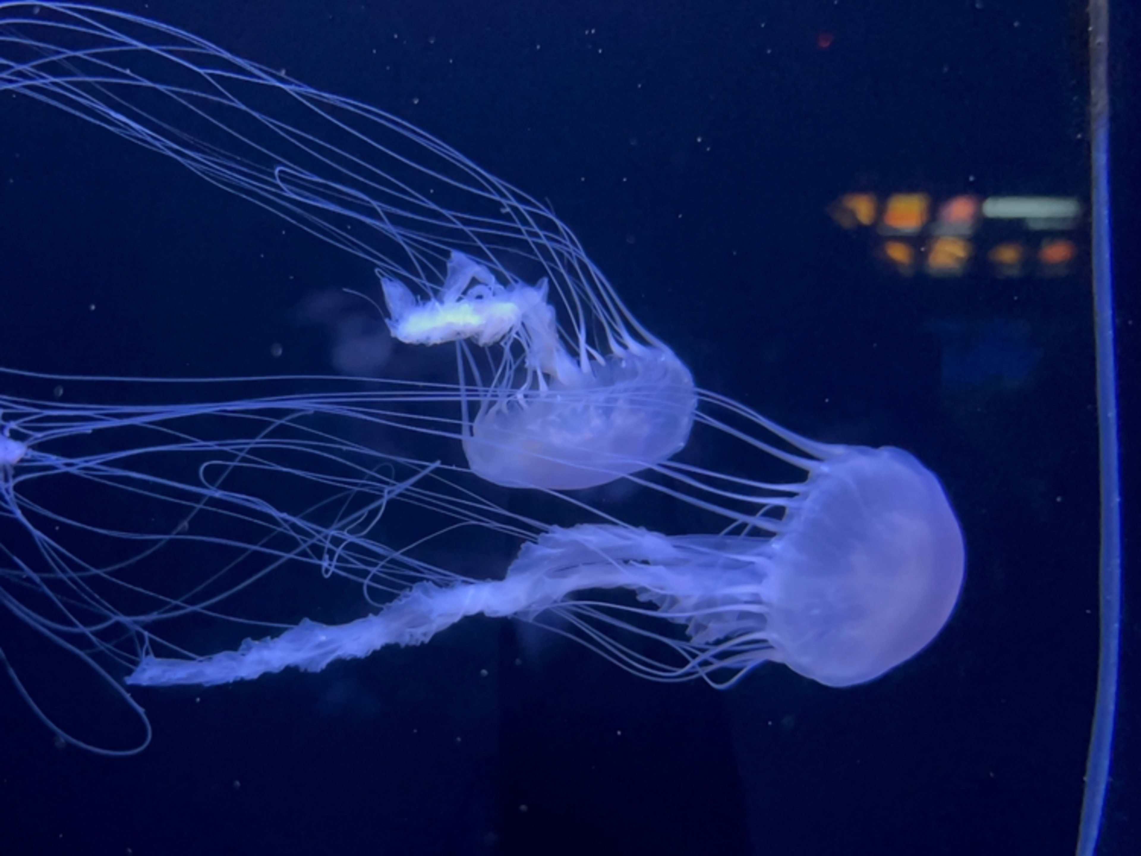 Méduses au Birch Aquarium