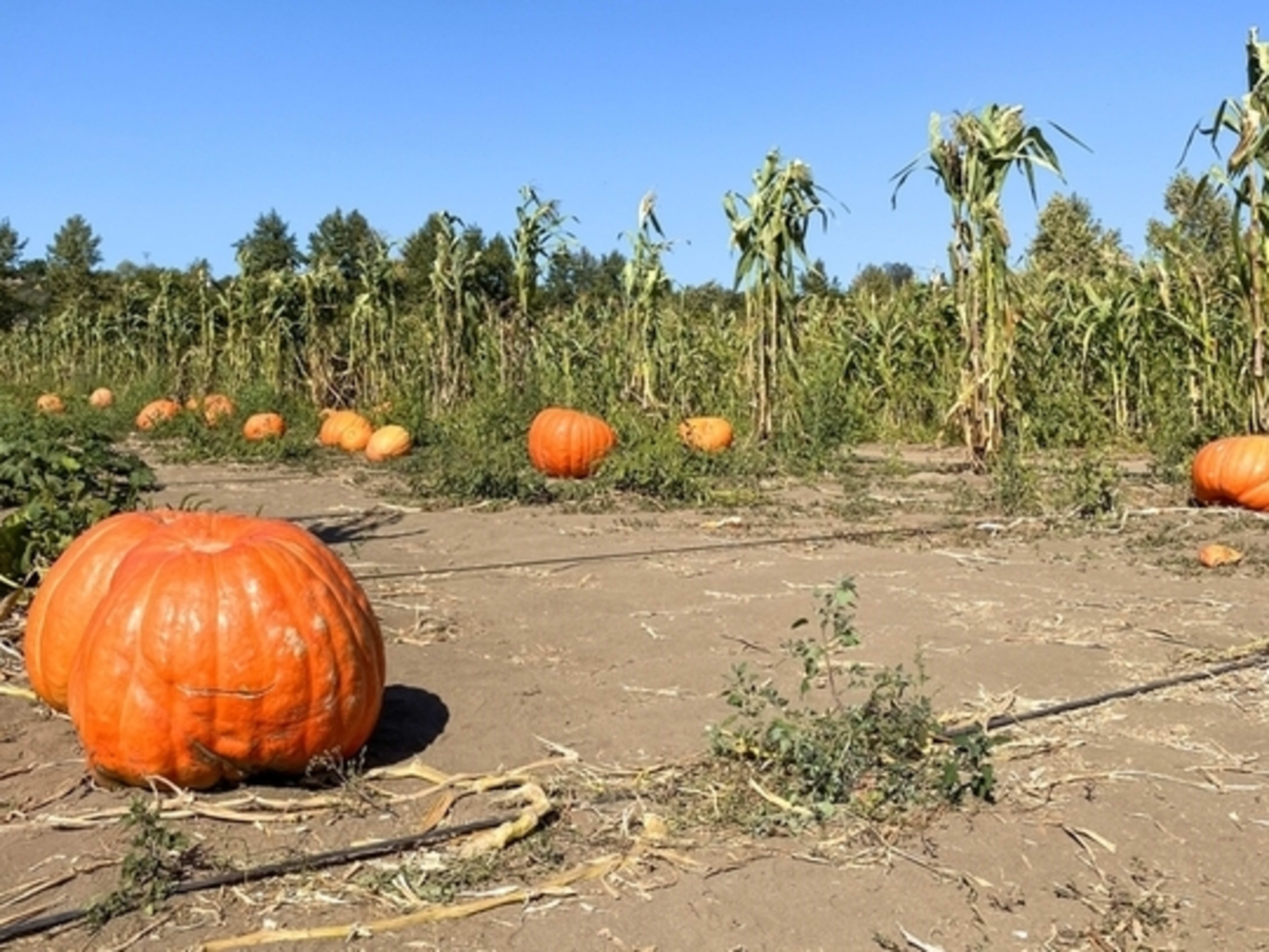 San Diego in October | Go City®