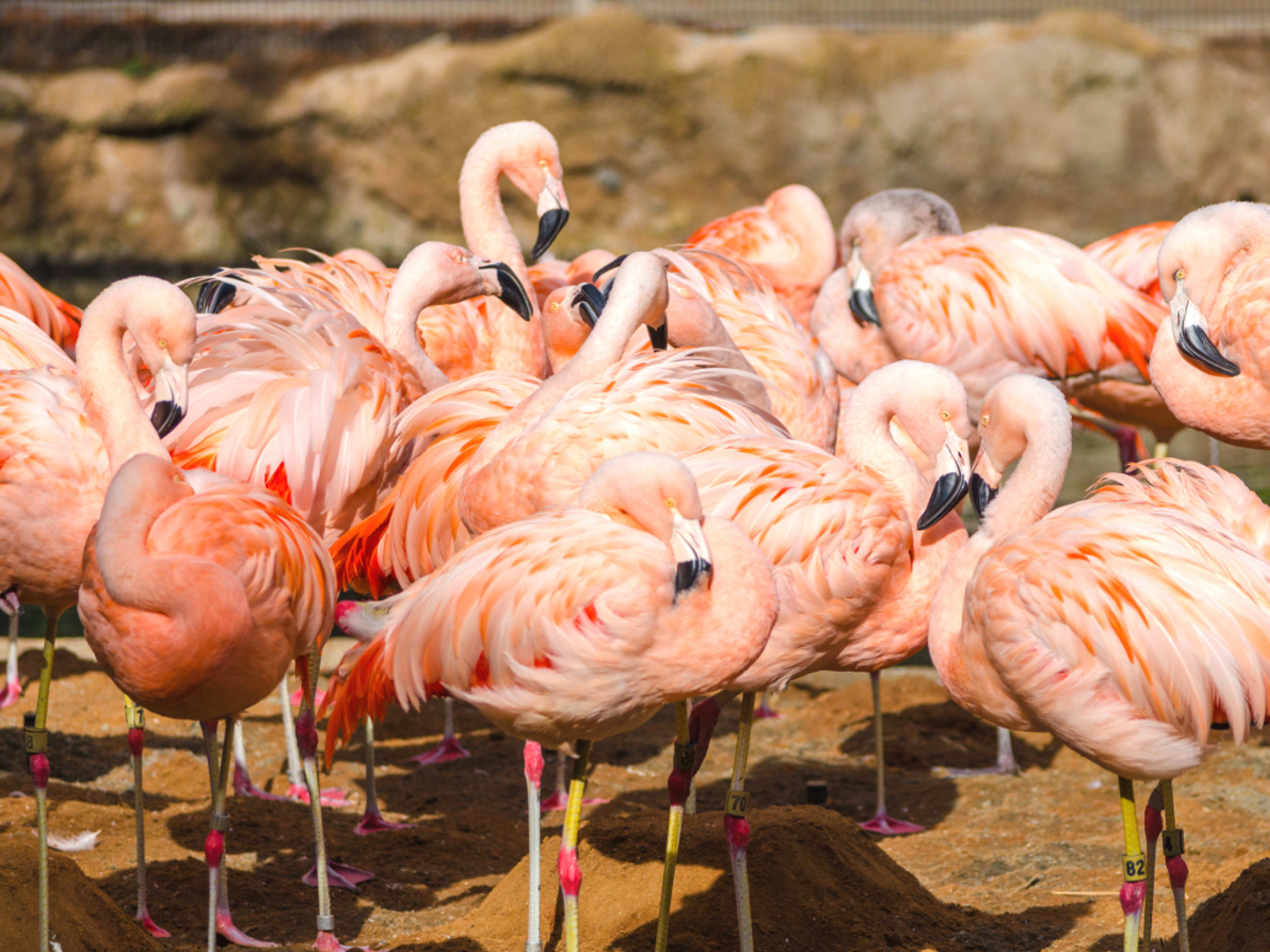 San Diego Zoo Guide - Besuchertipps
