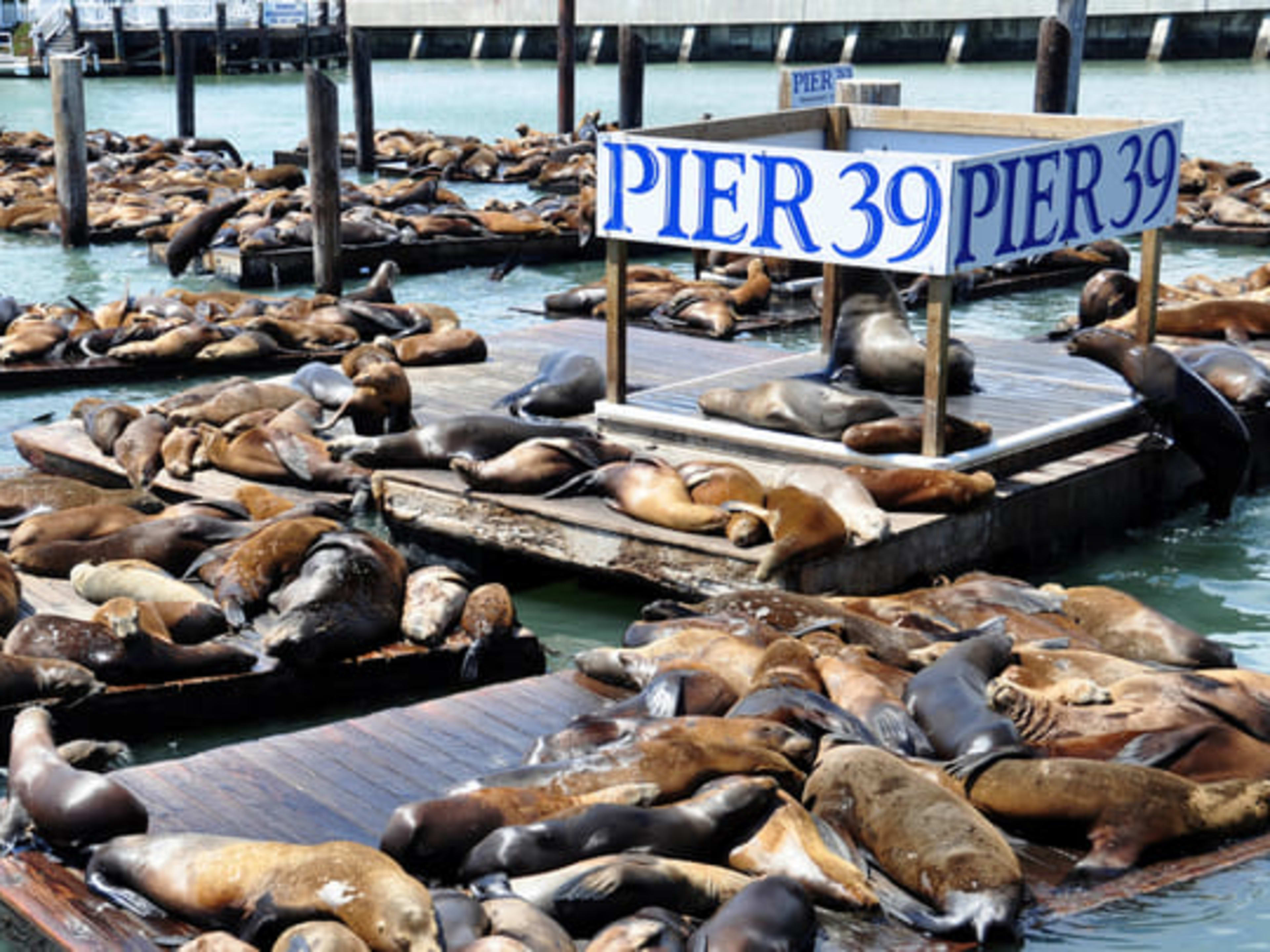 California sea lions basking in the sun at Pier 39 in Fisherman's Wharf, San Francisco