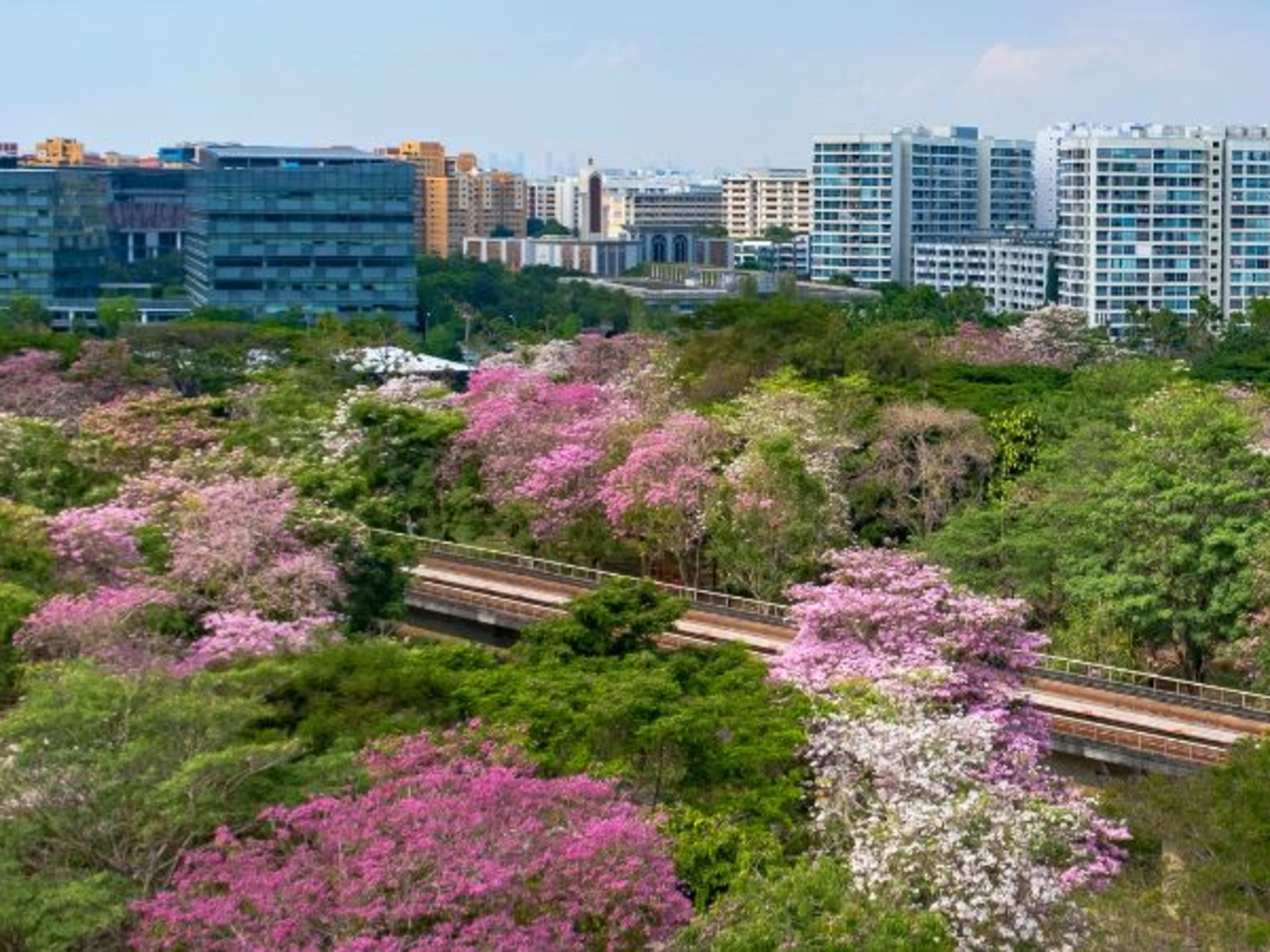 Wide view - green and pink blossom of trumpet trees with row of skyscrapers on horizon