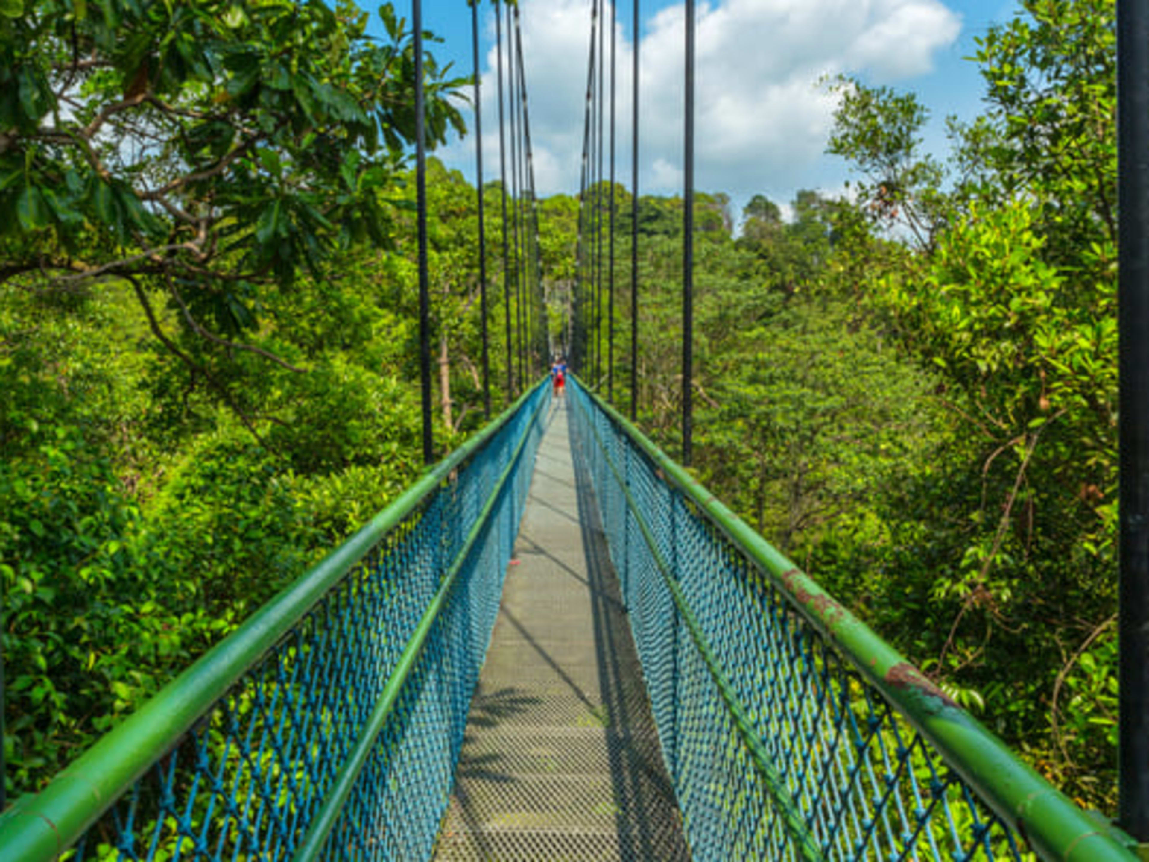 新加坡麥里芝蓄水池 (MacRitchie Reservoir) 的樹頂漫步 (Treetop Walks)