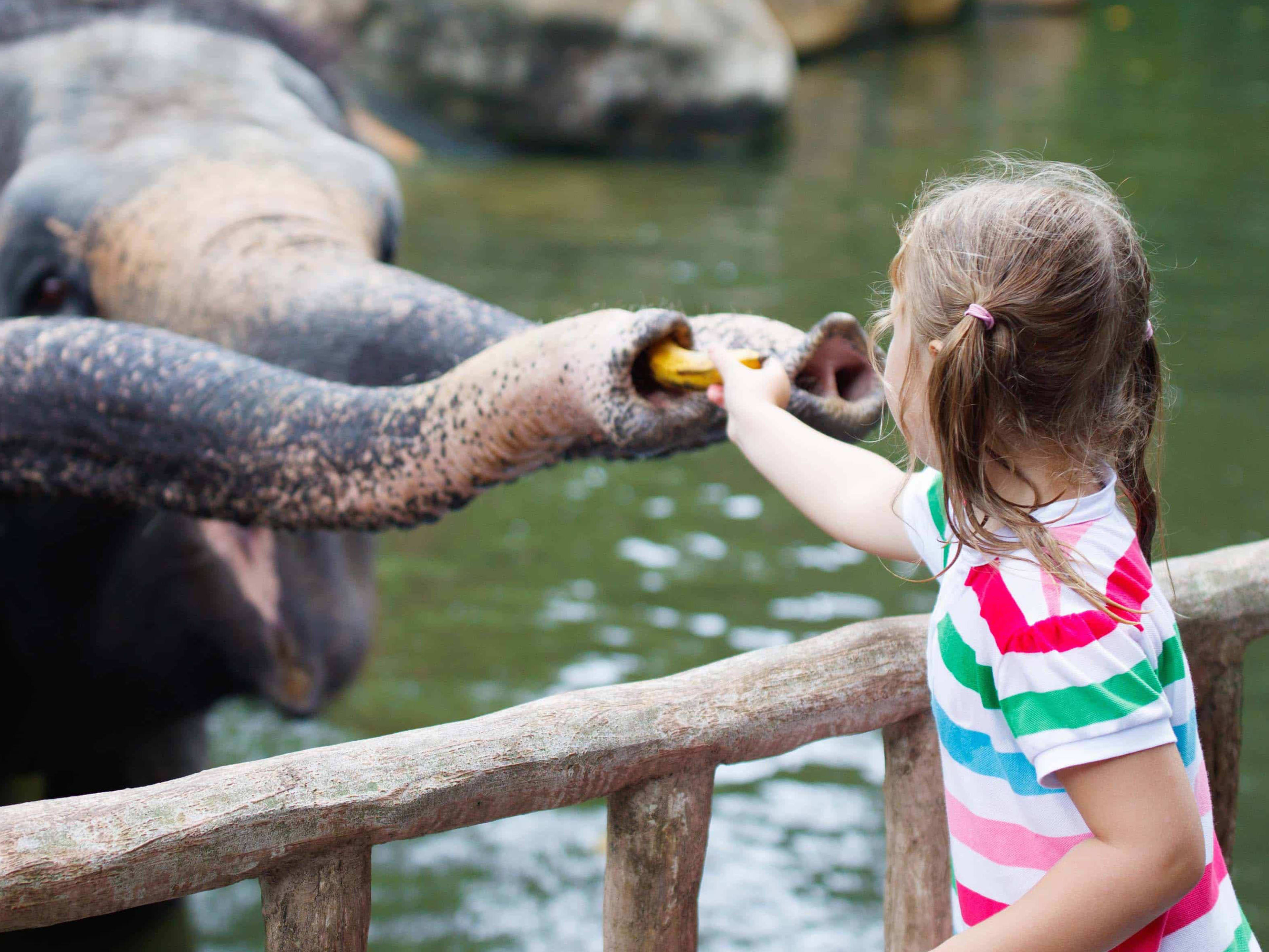 Singapore Zoo
