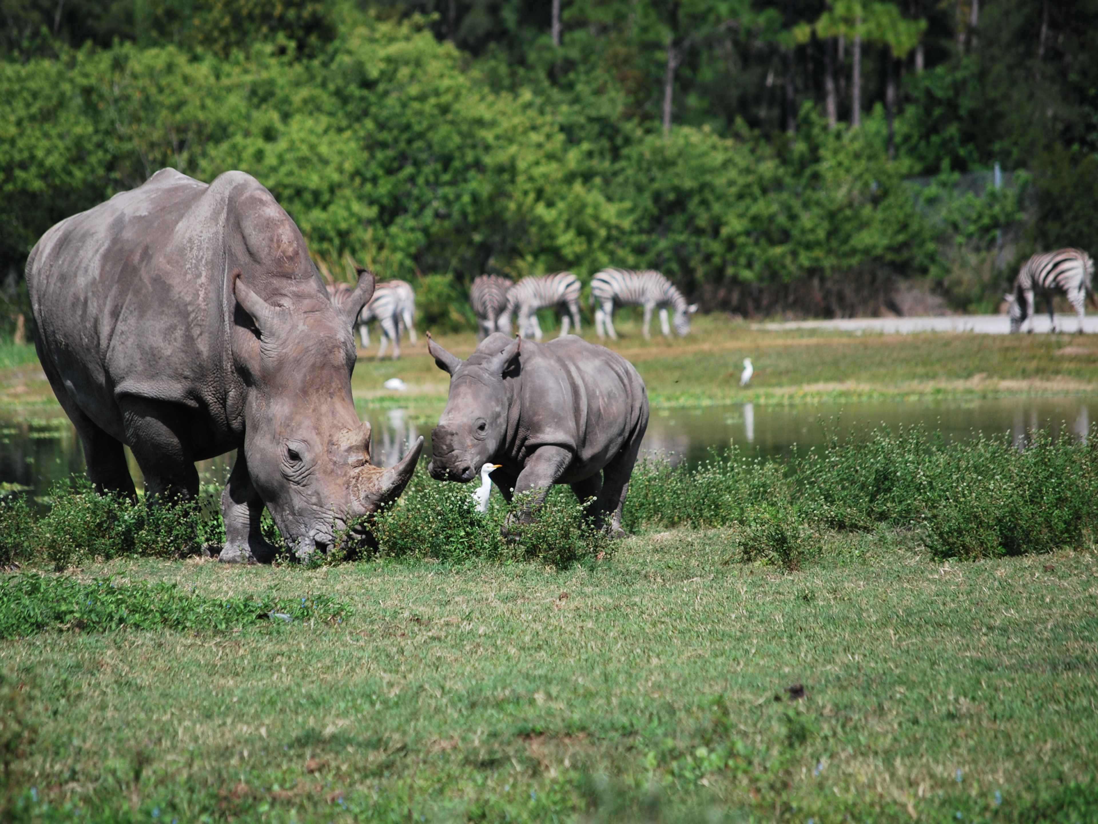 Rhinos at Lion Country Safari Park