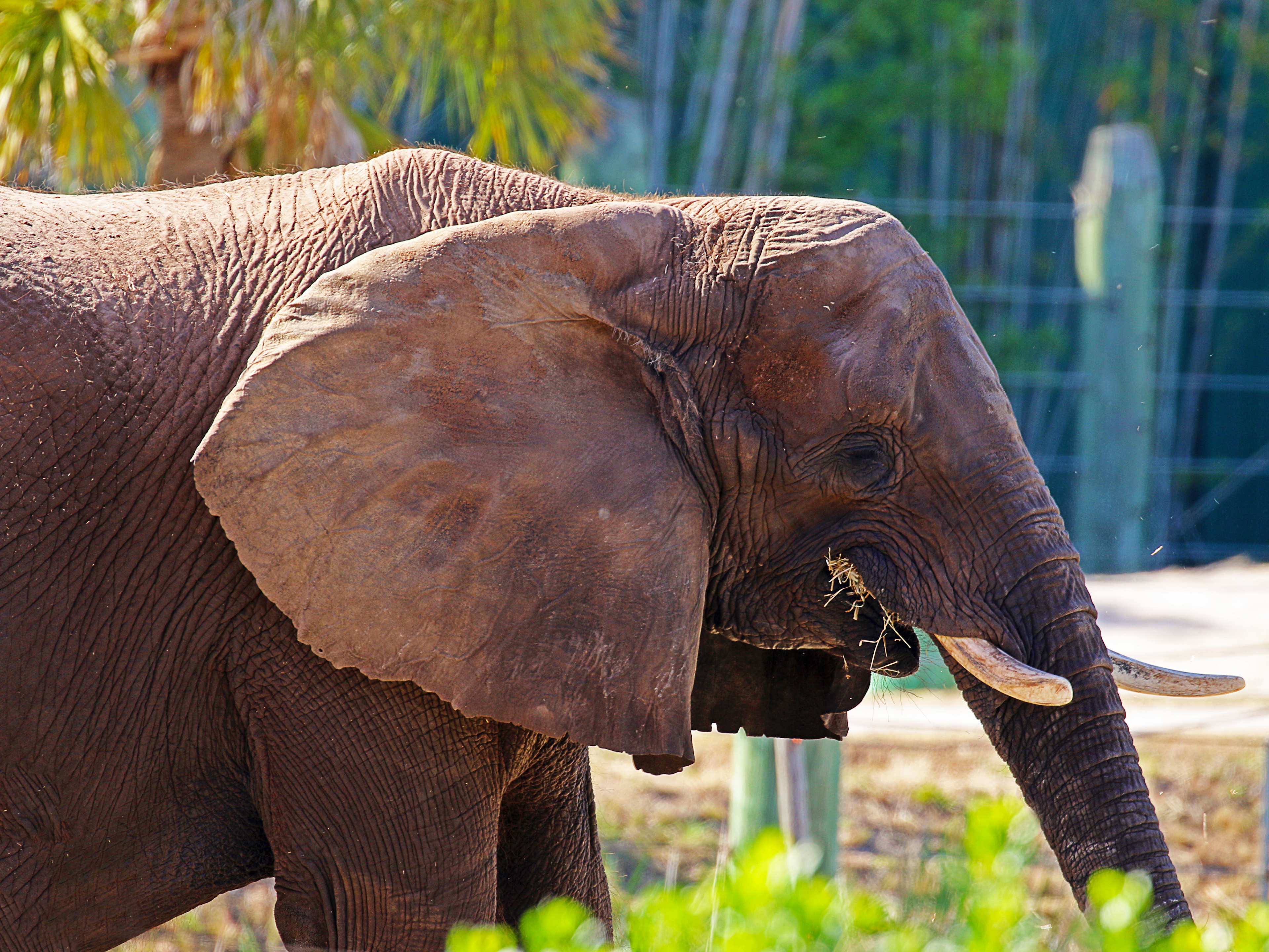 elephant in lowry park zoo in tampa, florida 