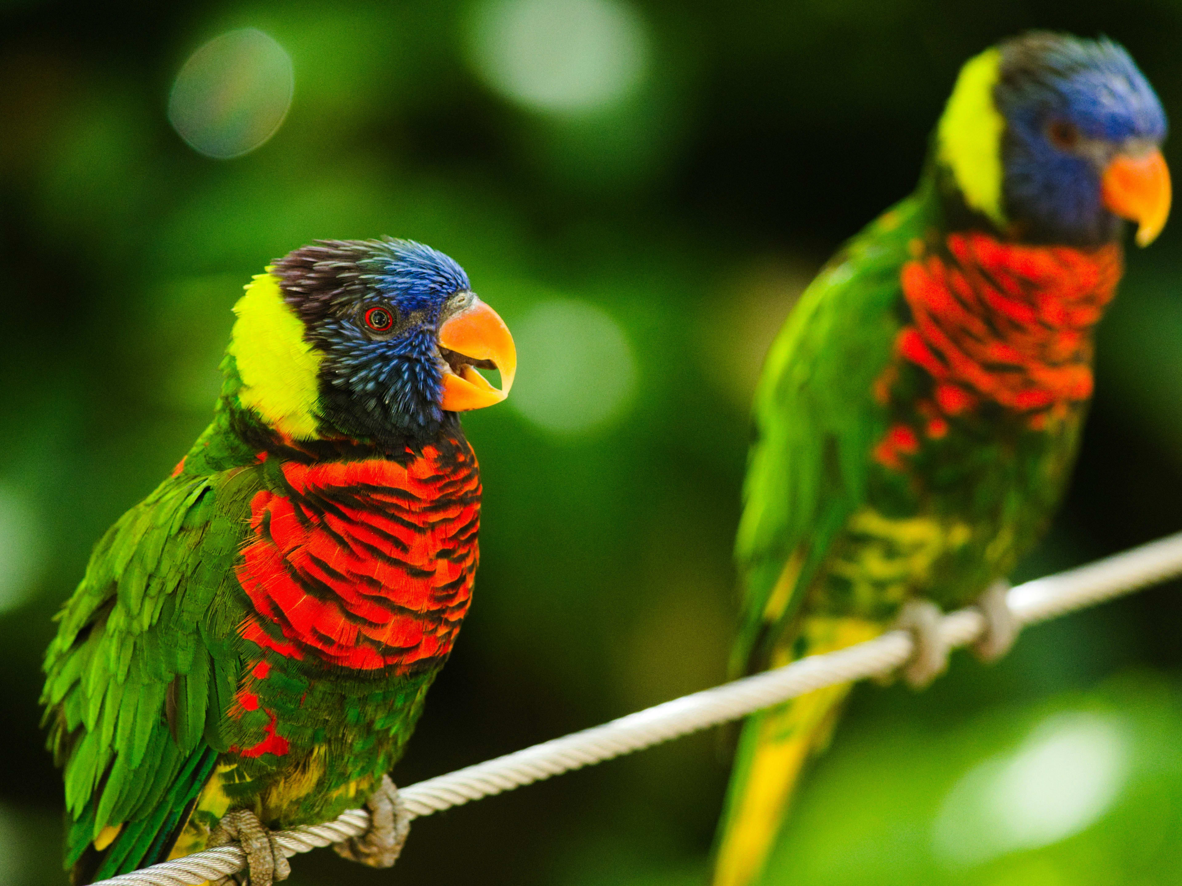 San Diego Zoo vs SeaWorld - Compare Major Differences