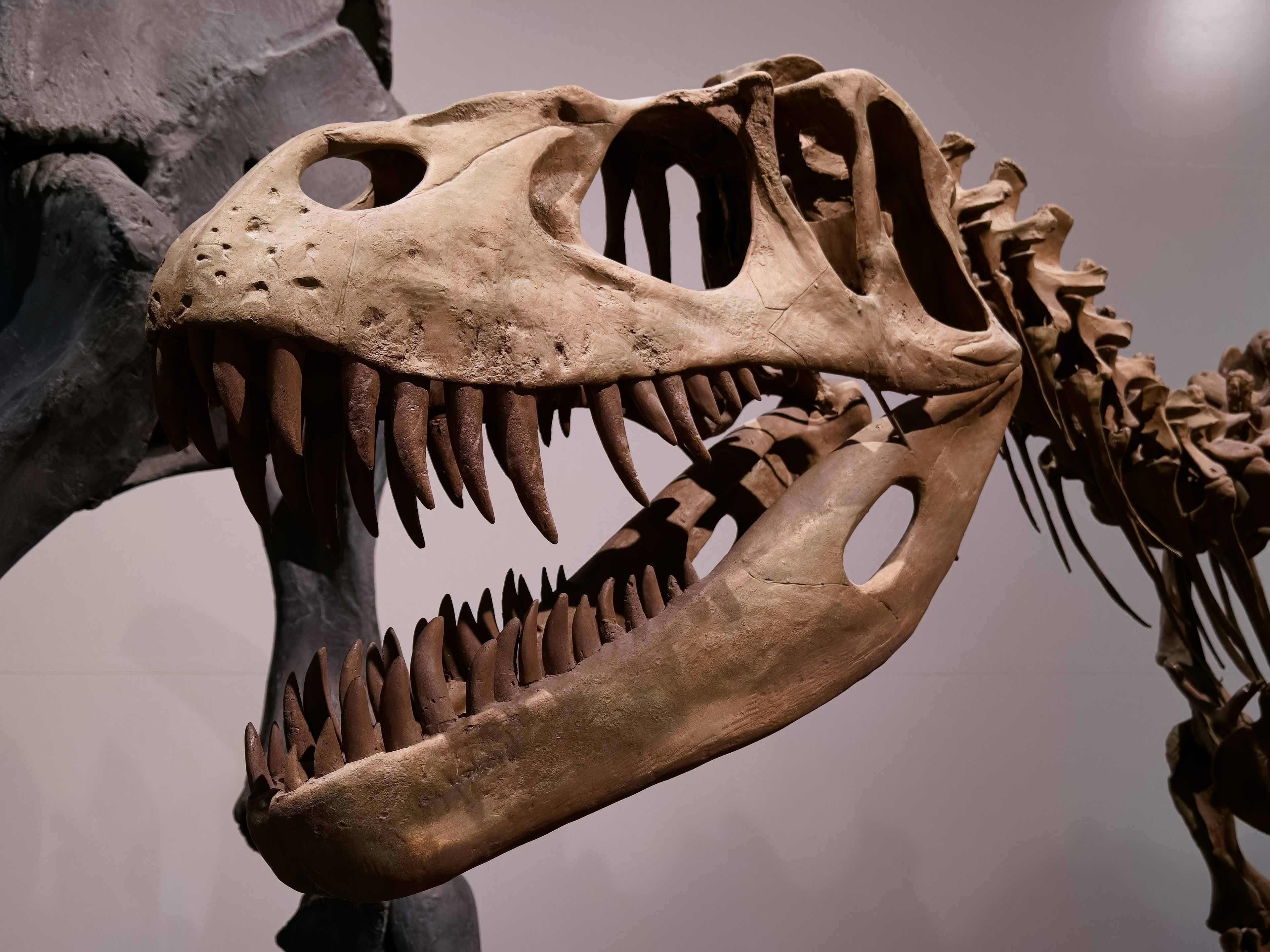 Dinosaur Skeleton