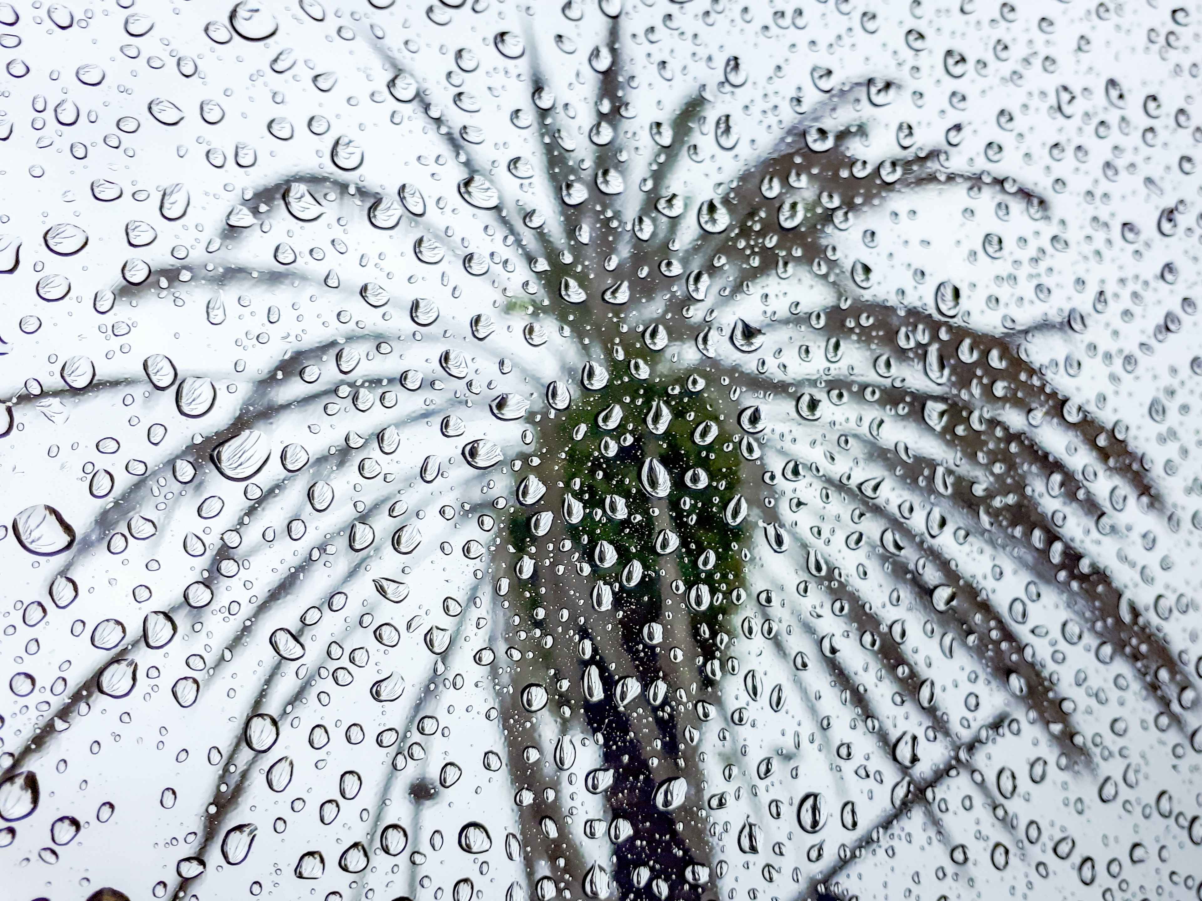 rainy palm tree image in orlando 