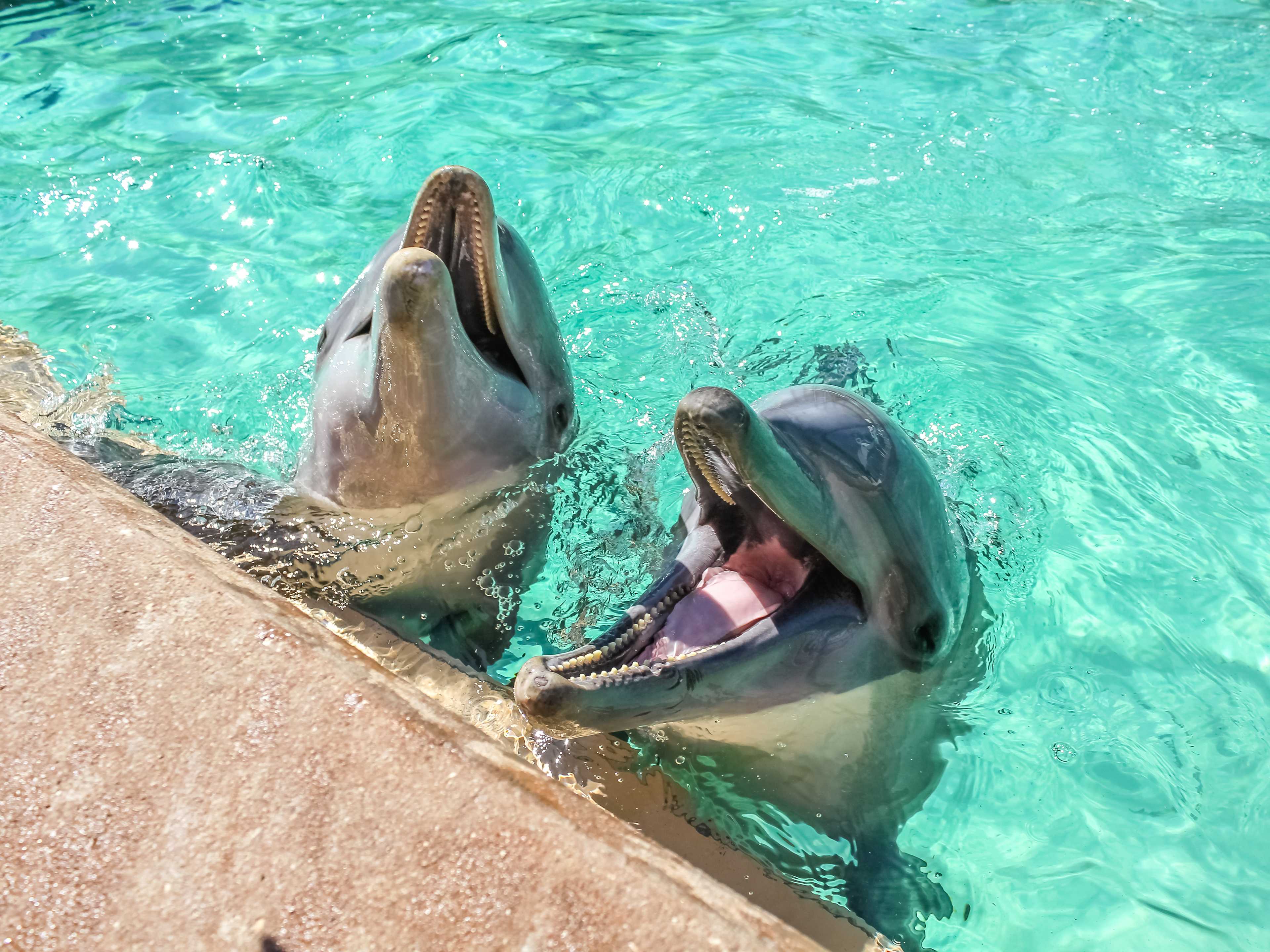 two dolphins laughing at sea life