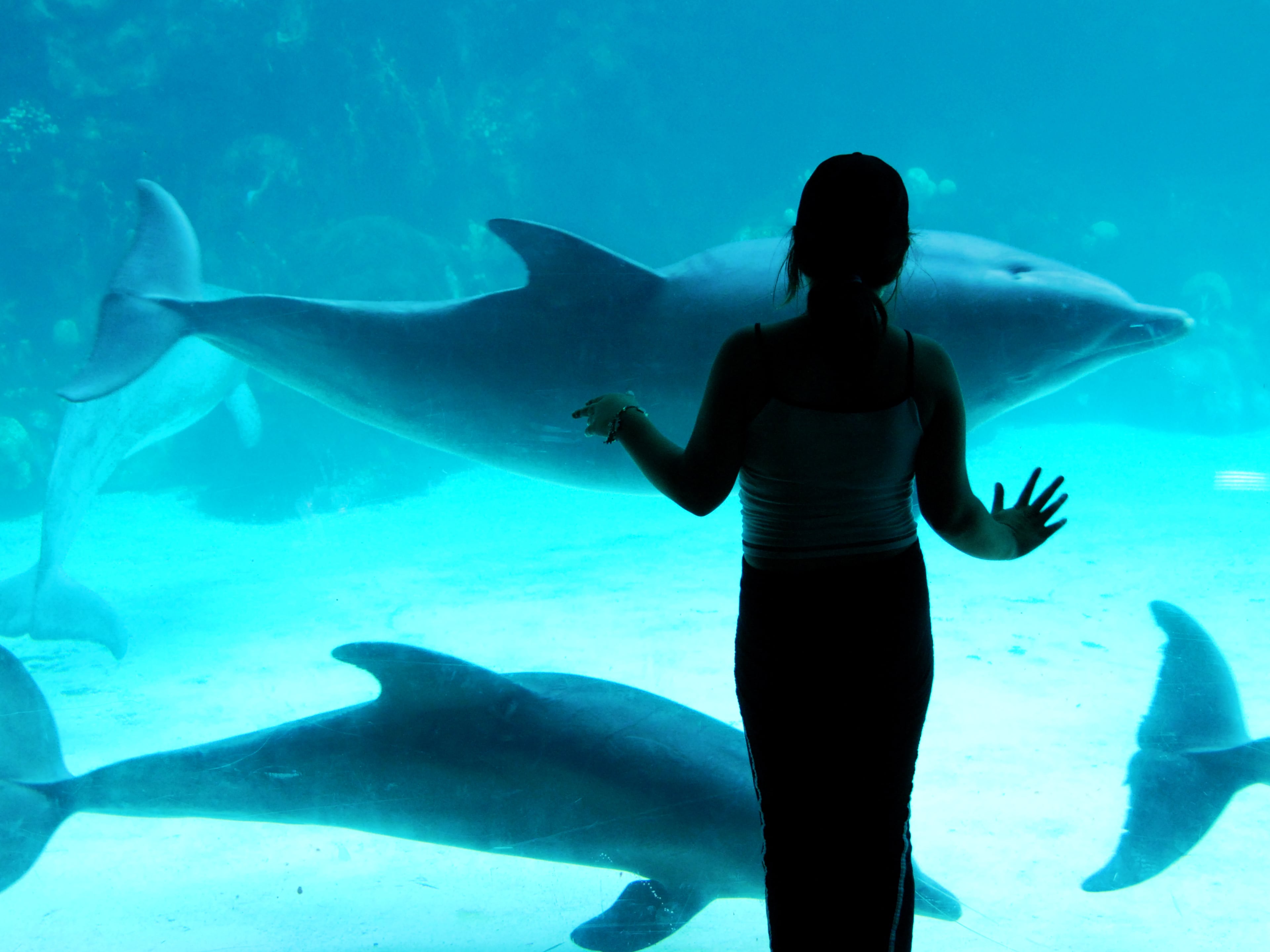 woman observing fish in an aquarium