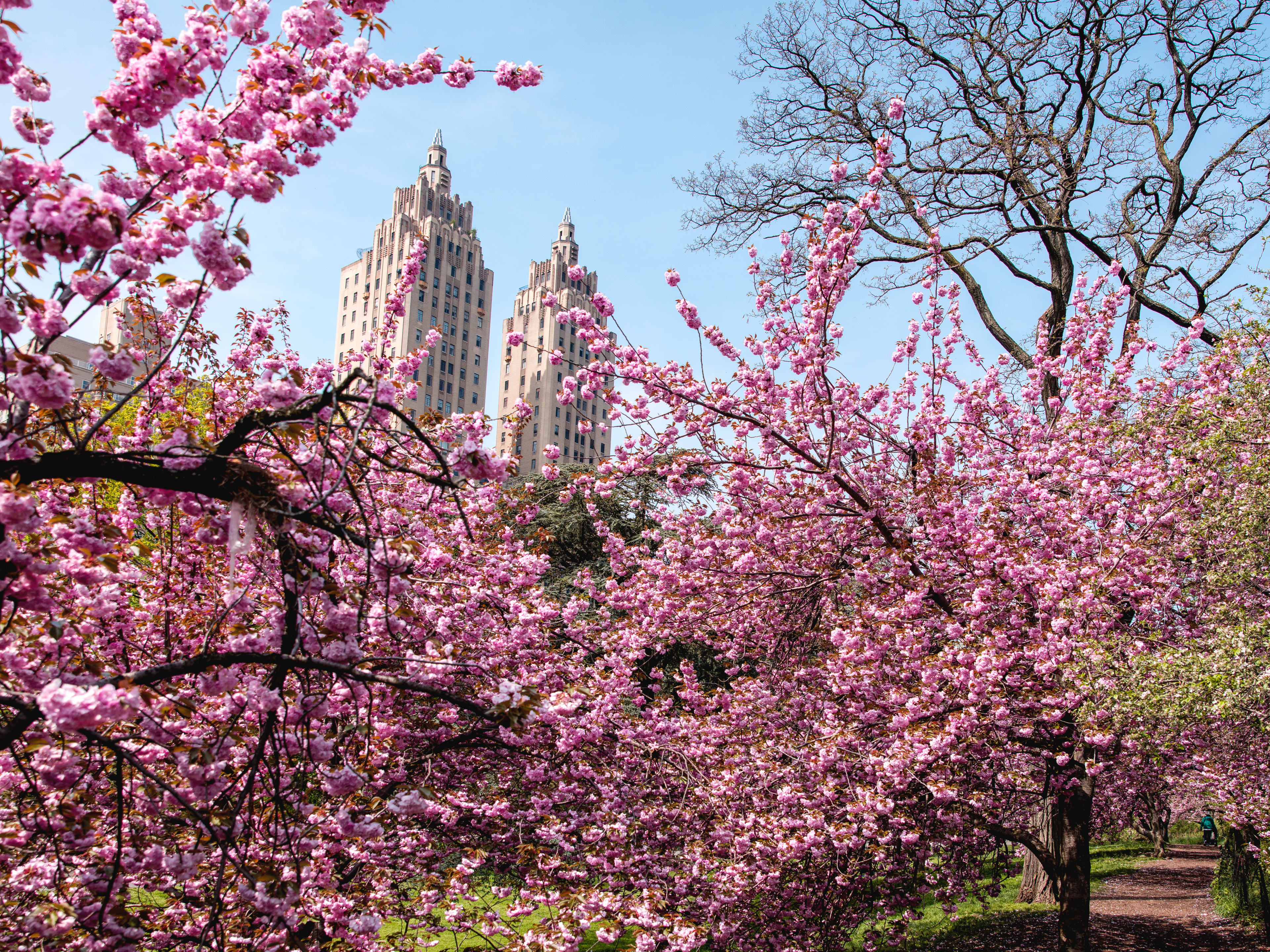 Central Park Spring