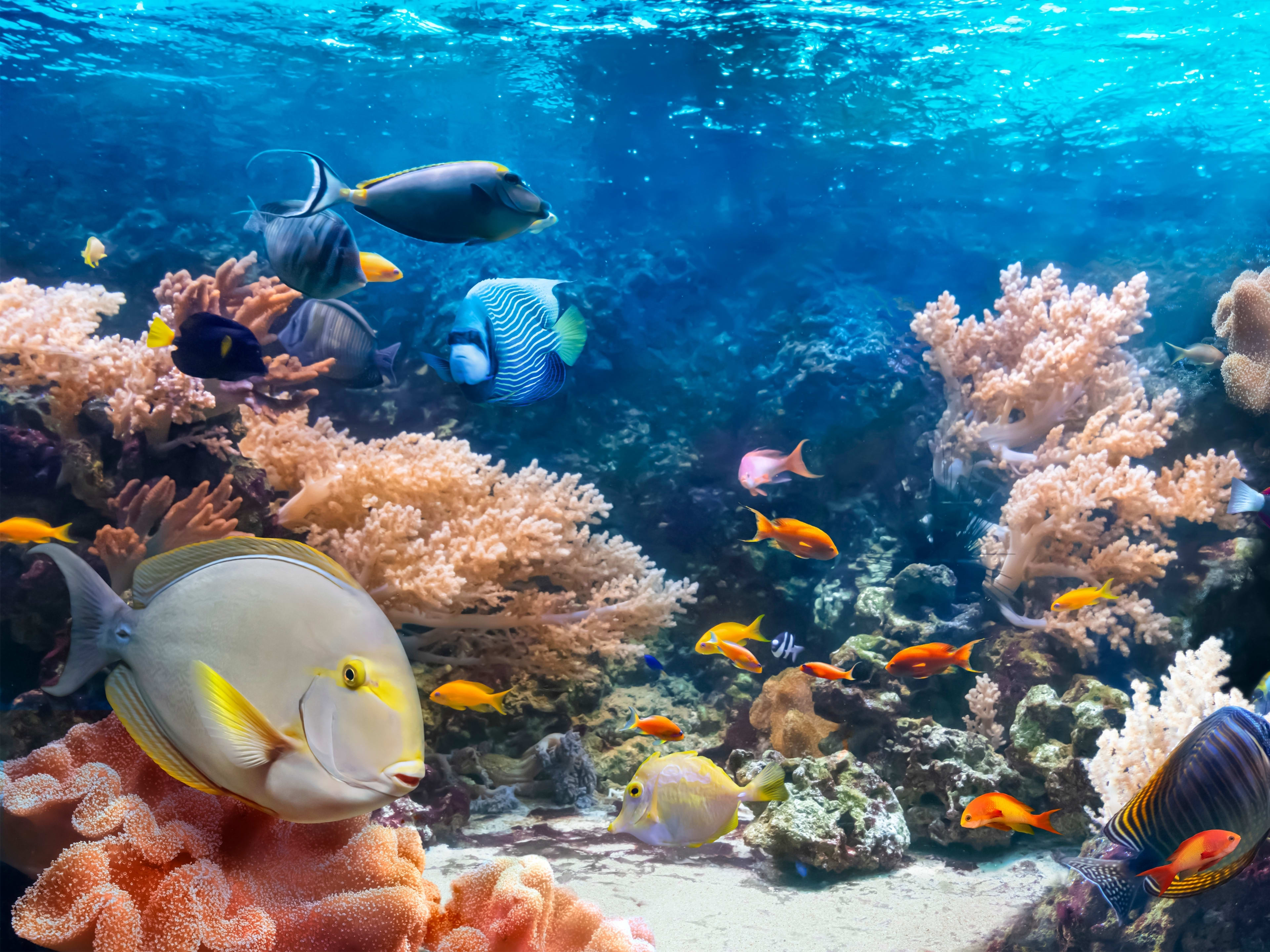 Aquarium of the Pacific