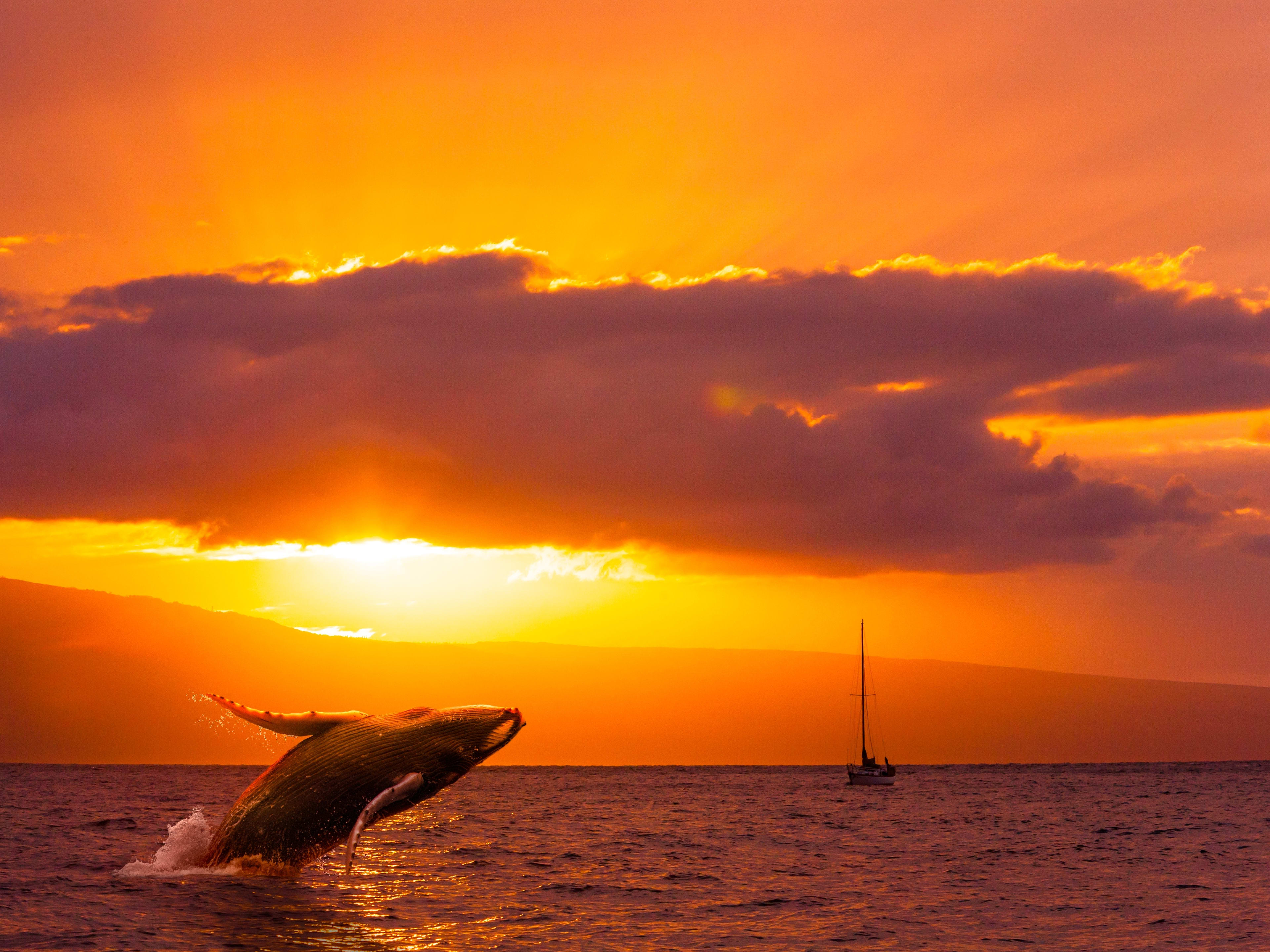 Reasons to visit Maui