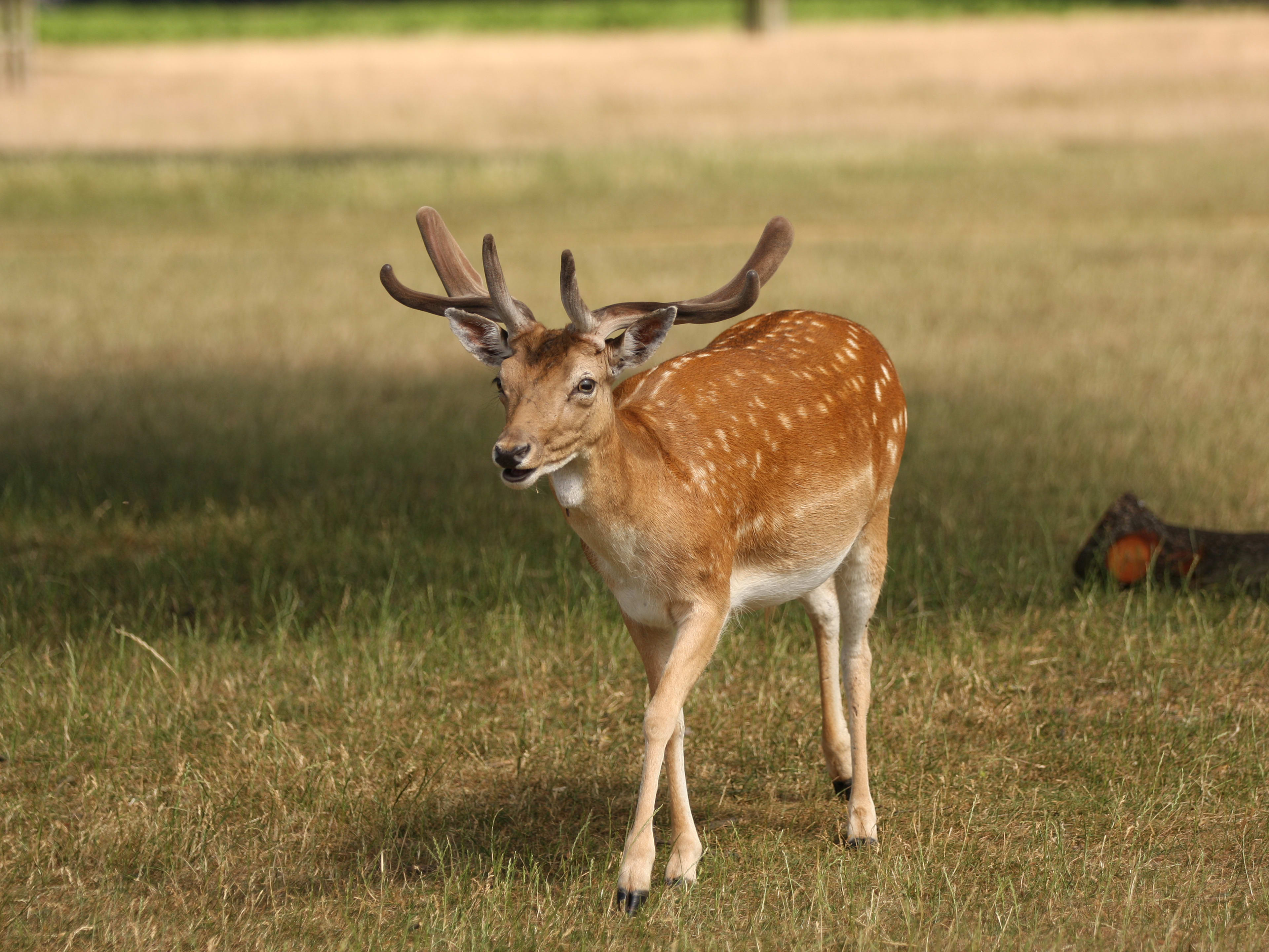 London's best deer parks