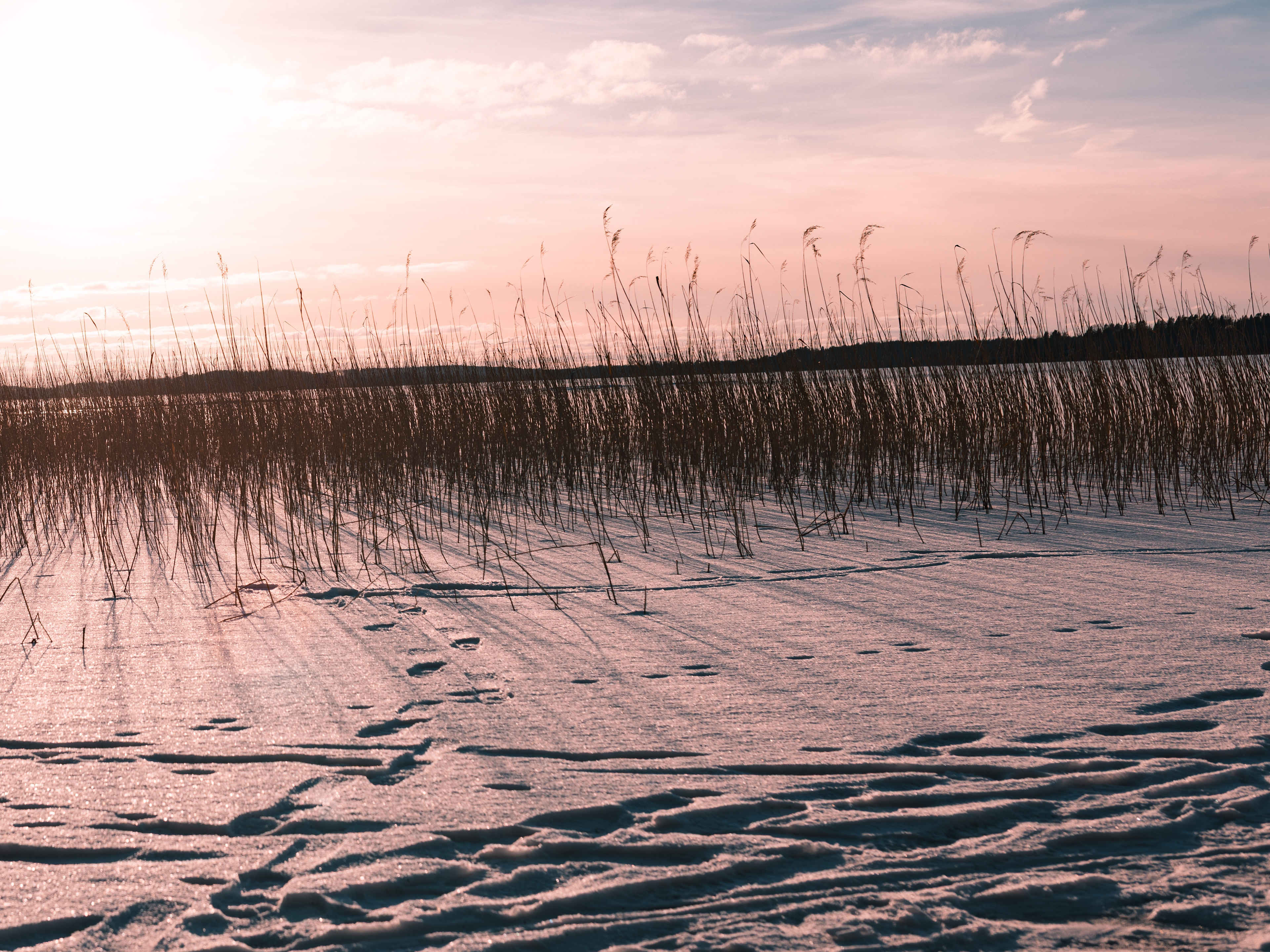 frozen wilds in stockholm