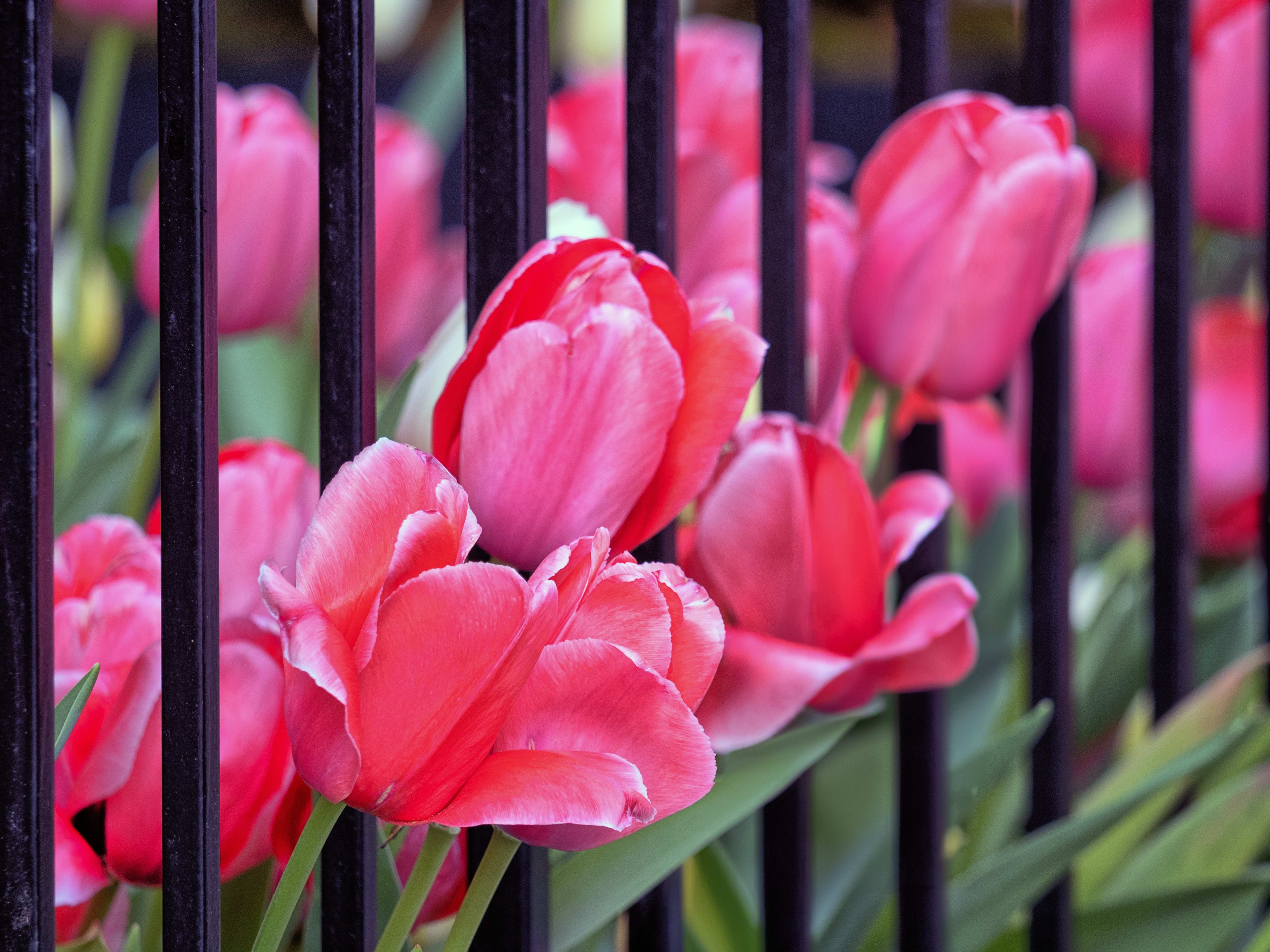 flowers in nyc's upper east side find out all the best things to do in the city's neighborhood