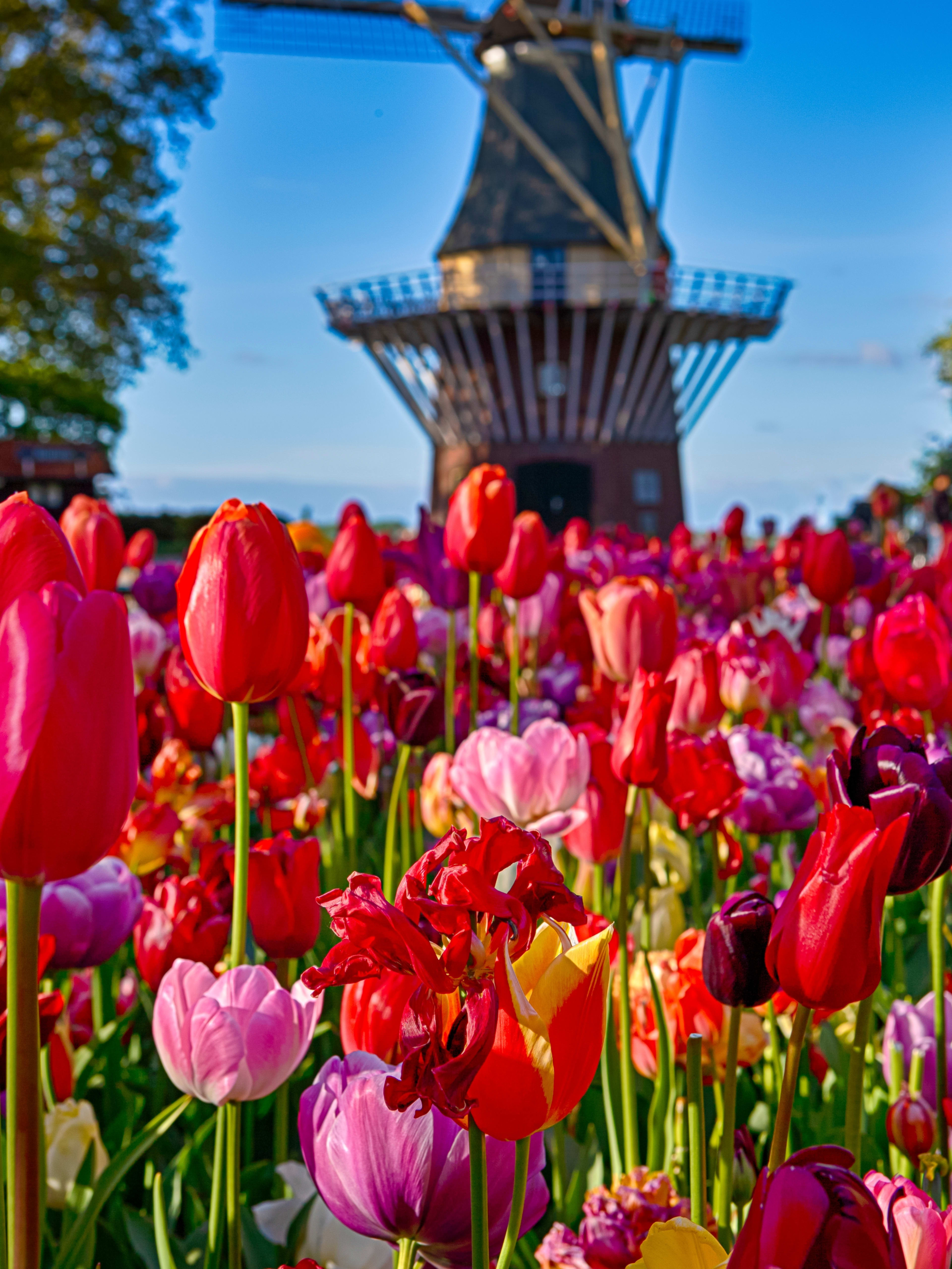 Keukenhof, Amsterdam
