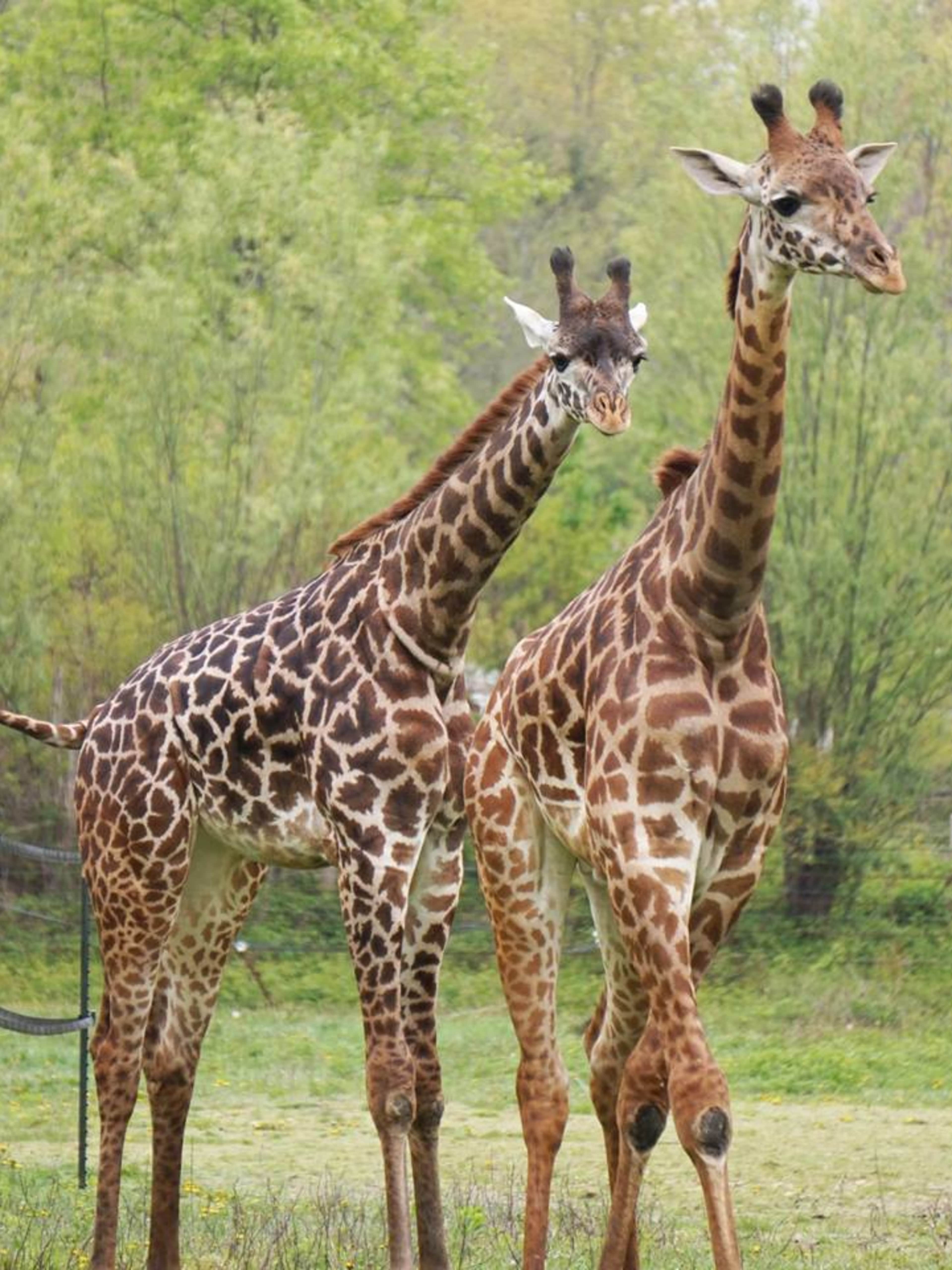 Franklin Park Zoo
