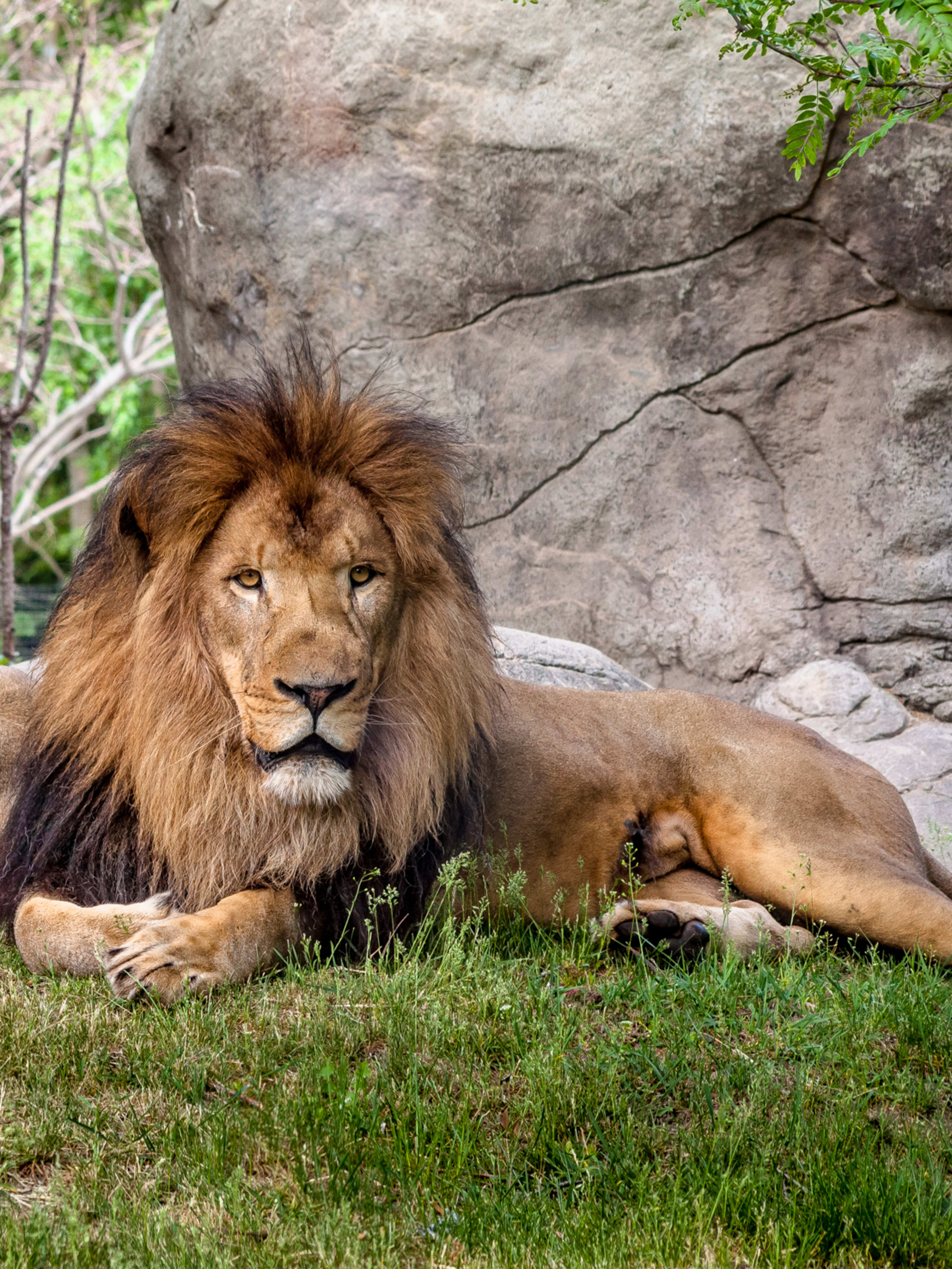 Franklin Park Zoo