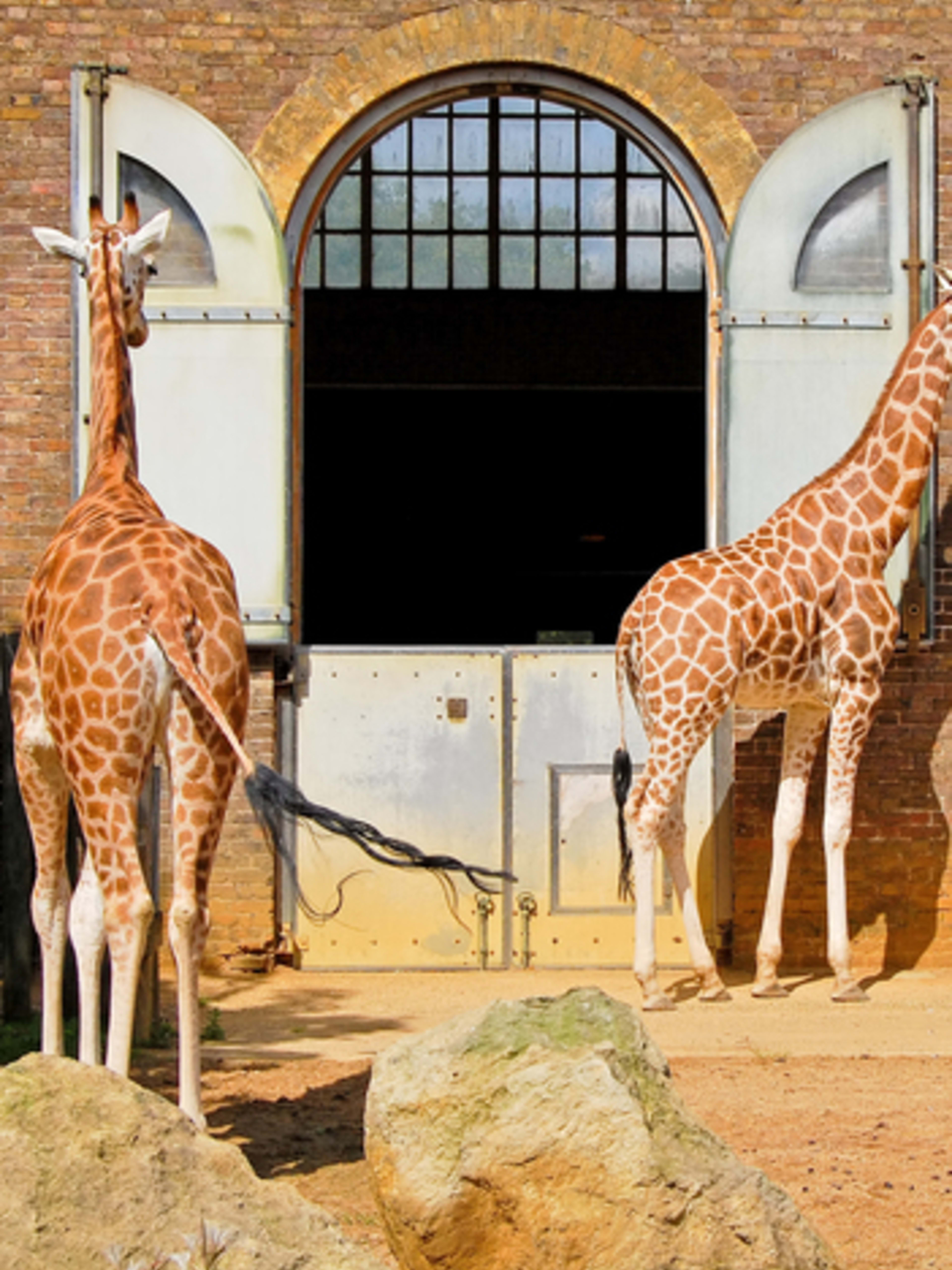 London Zoo
