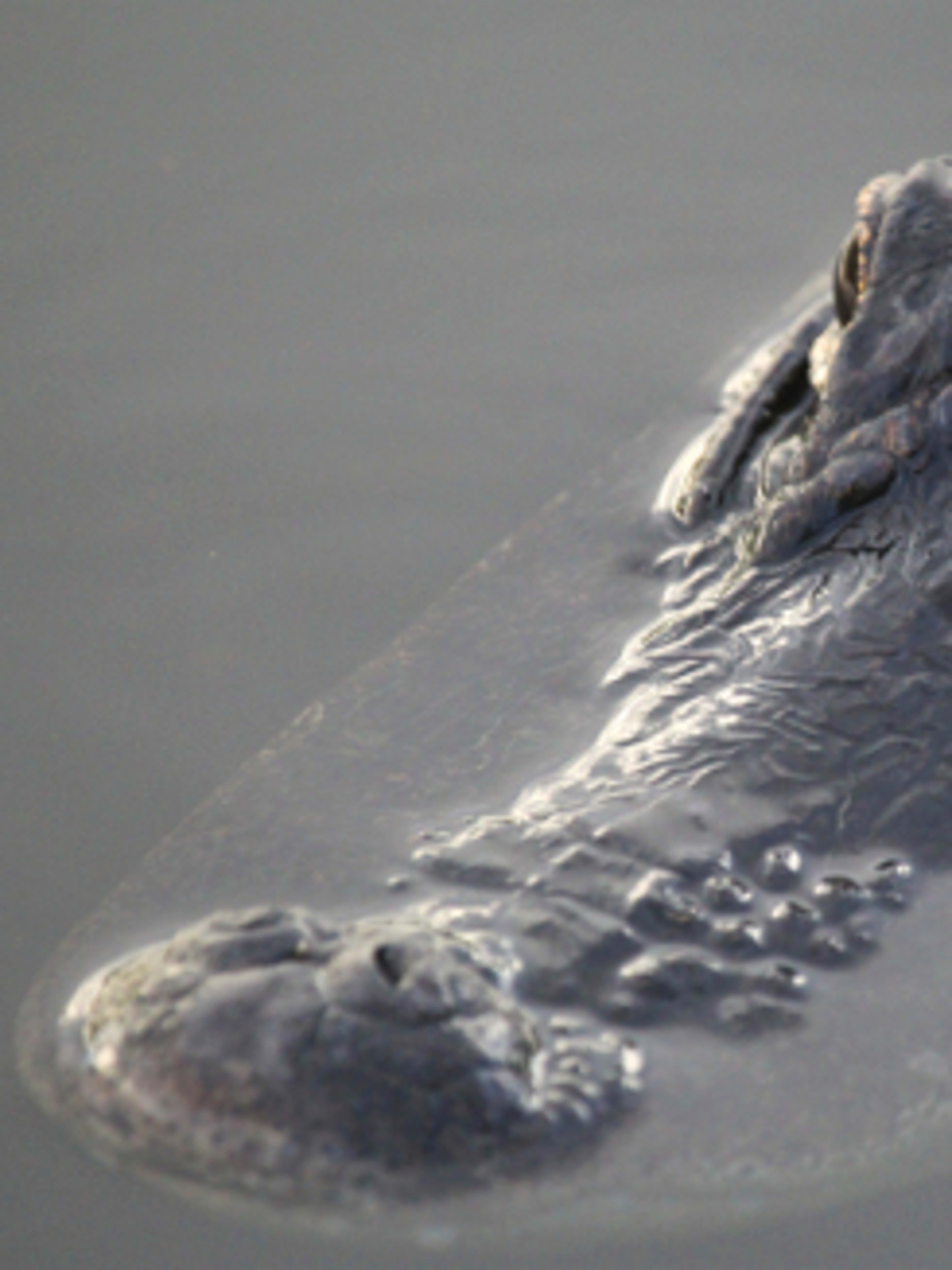 Everglades Alligator Farm and Airboat Ride  | Go Miami Pass