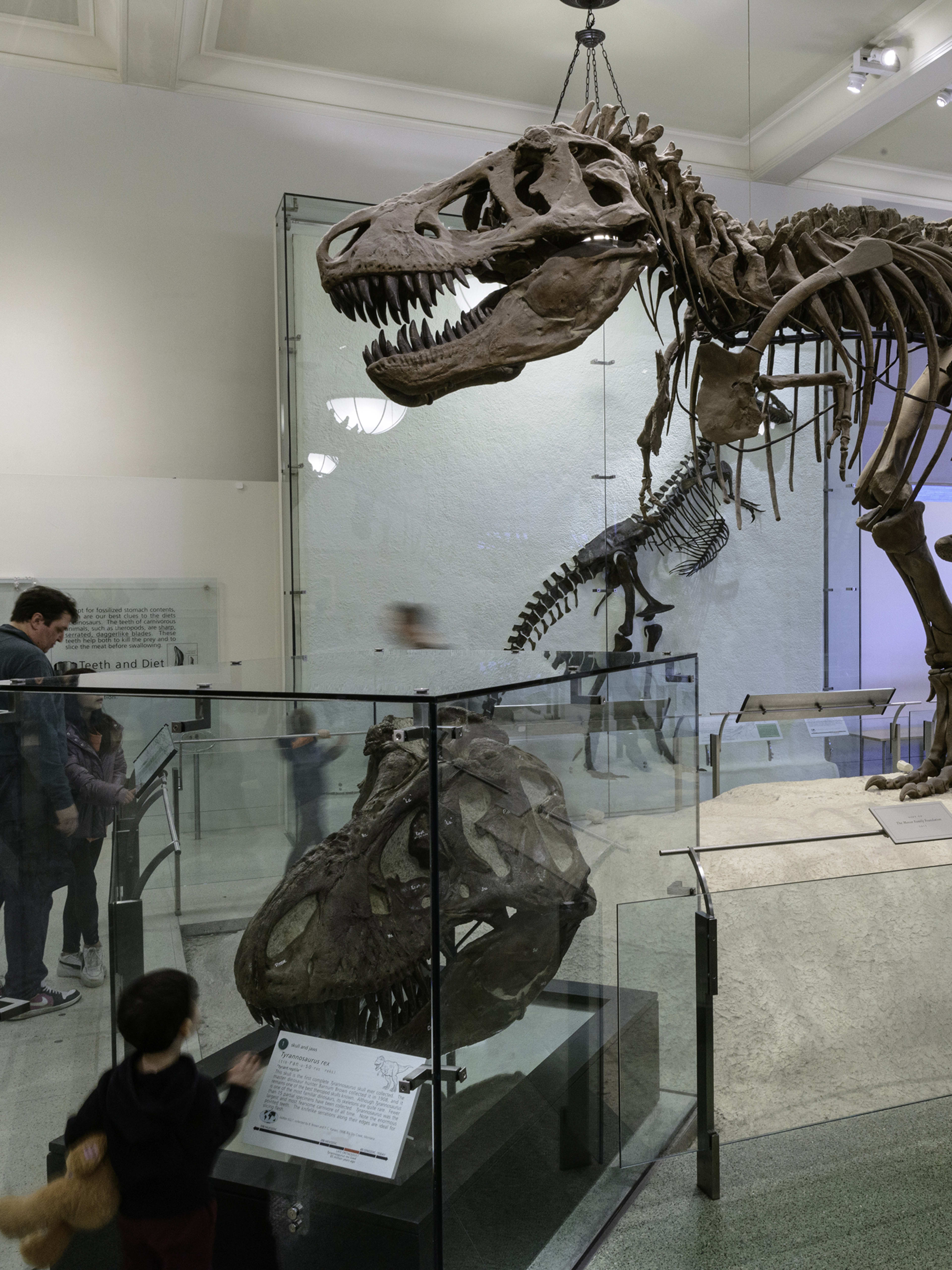 American Museum of Natural History