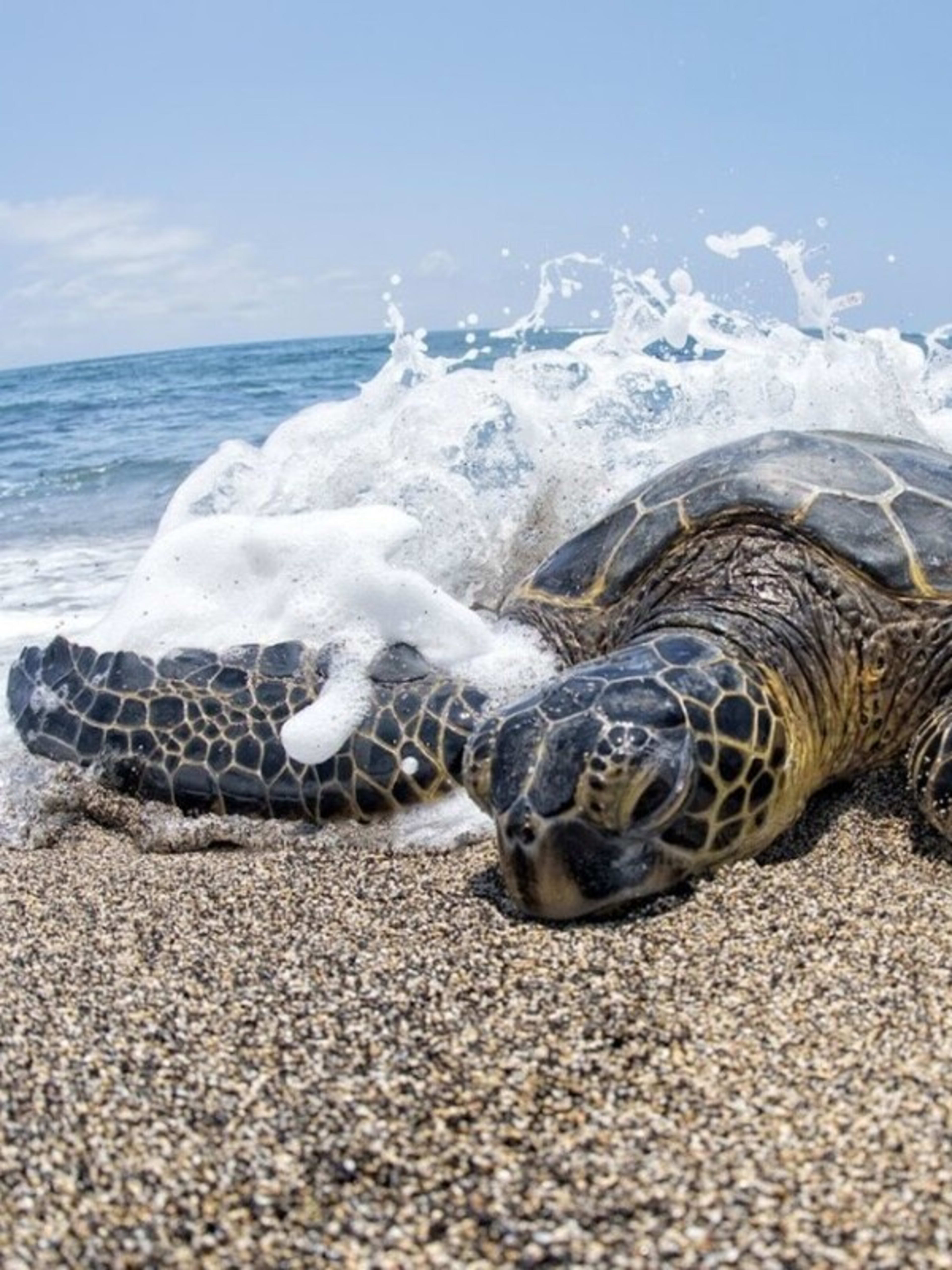 A green sea turtle in Hawaii.