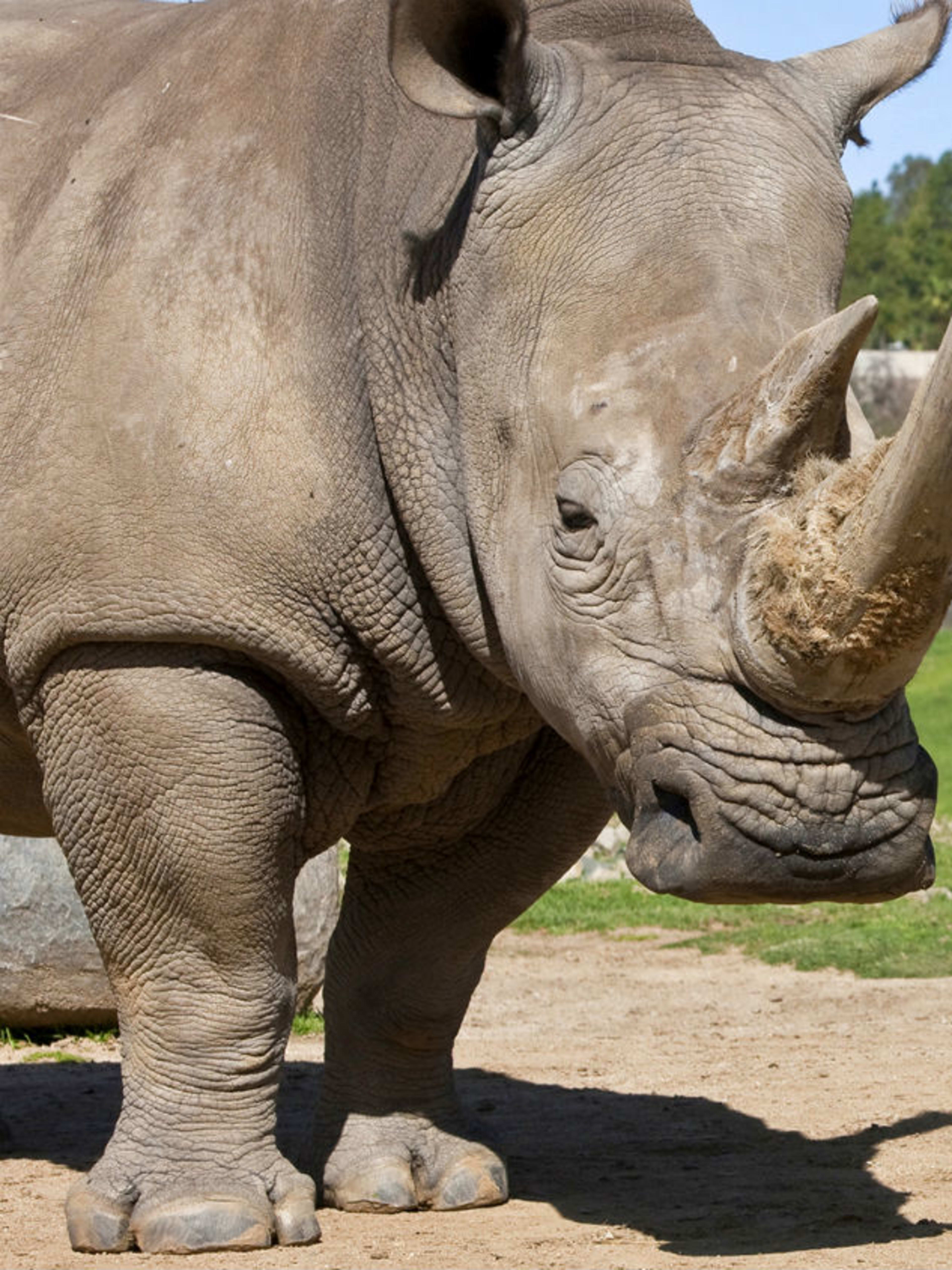 San Diego Zoo Rhinos | GO San Diego Pass