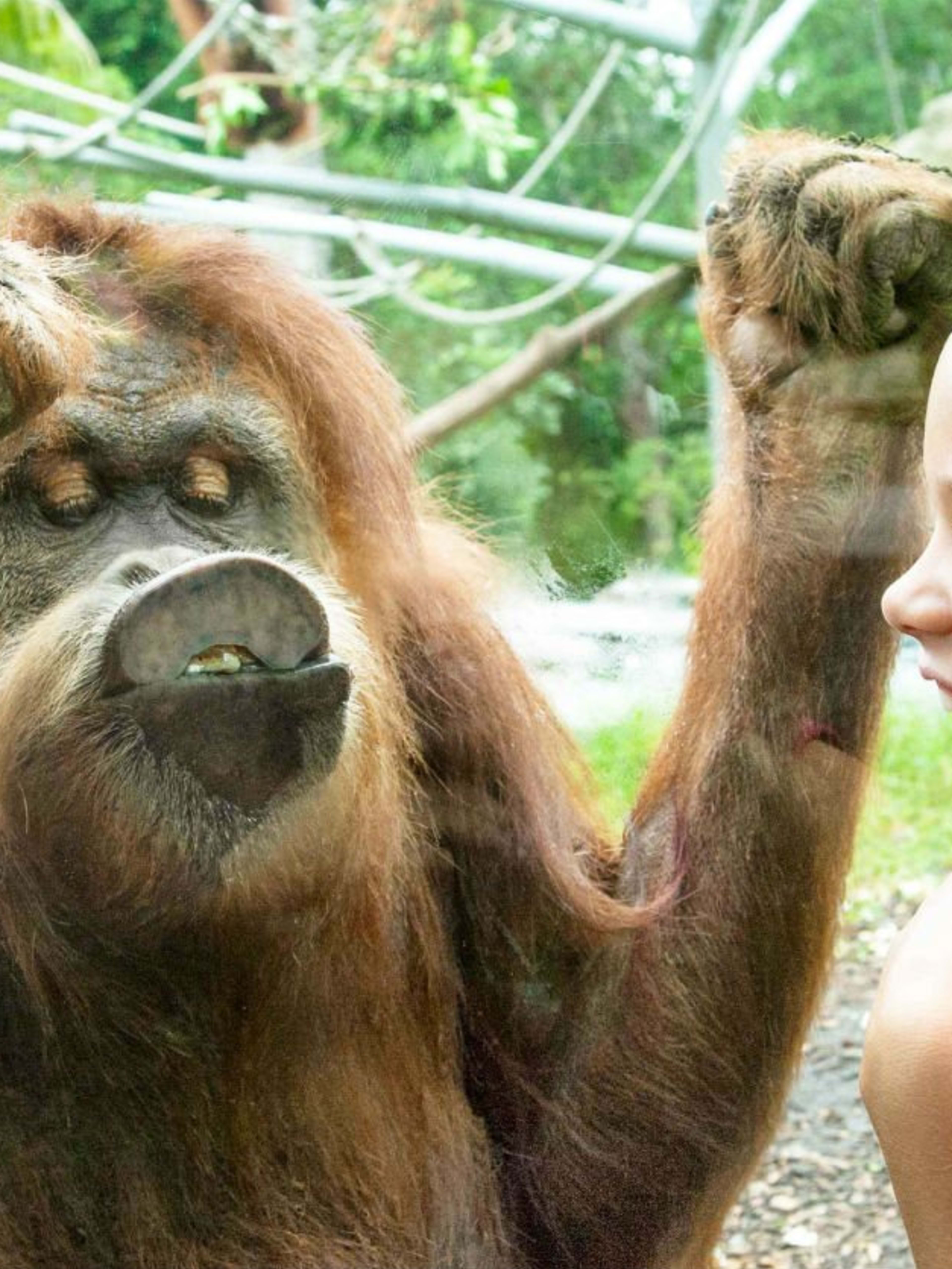 San Diego Zoo | Go San Diego Pass