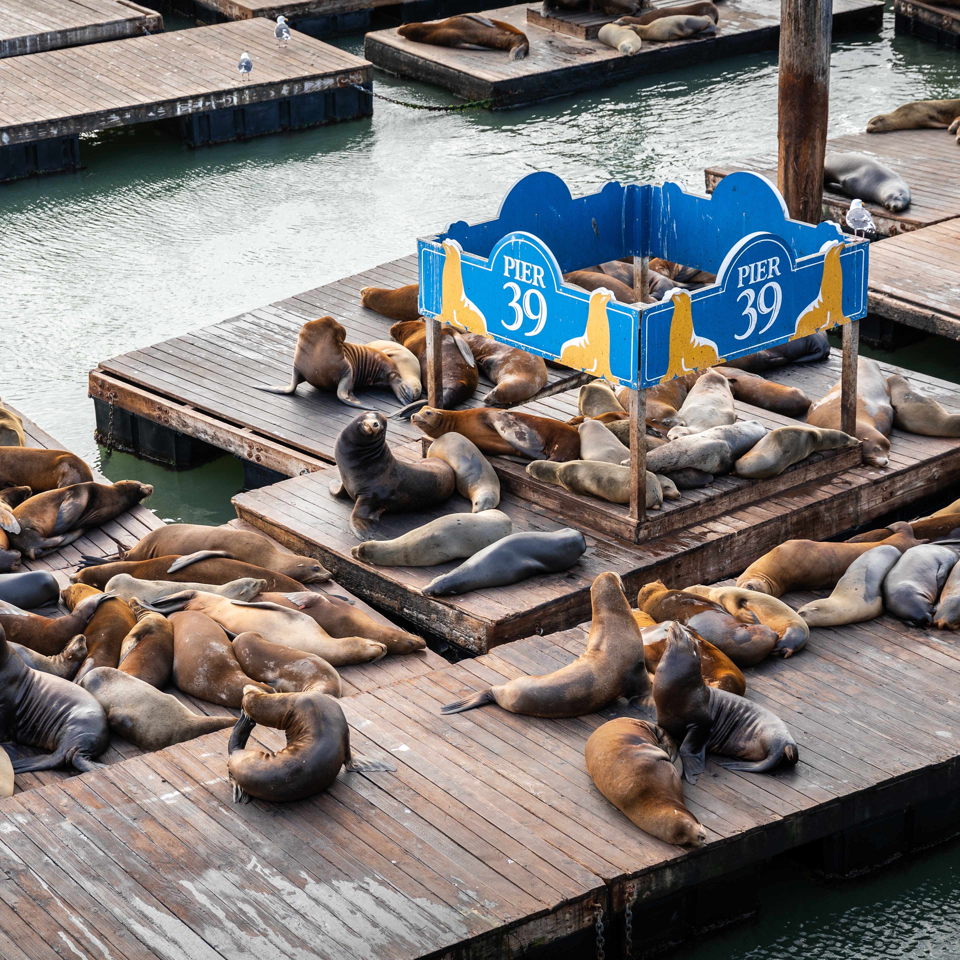 Les otaries de Pier 39