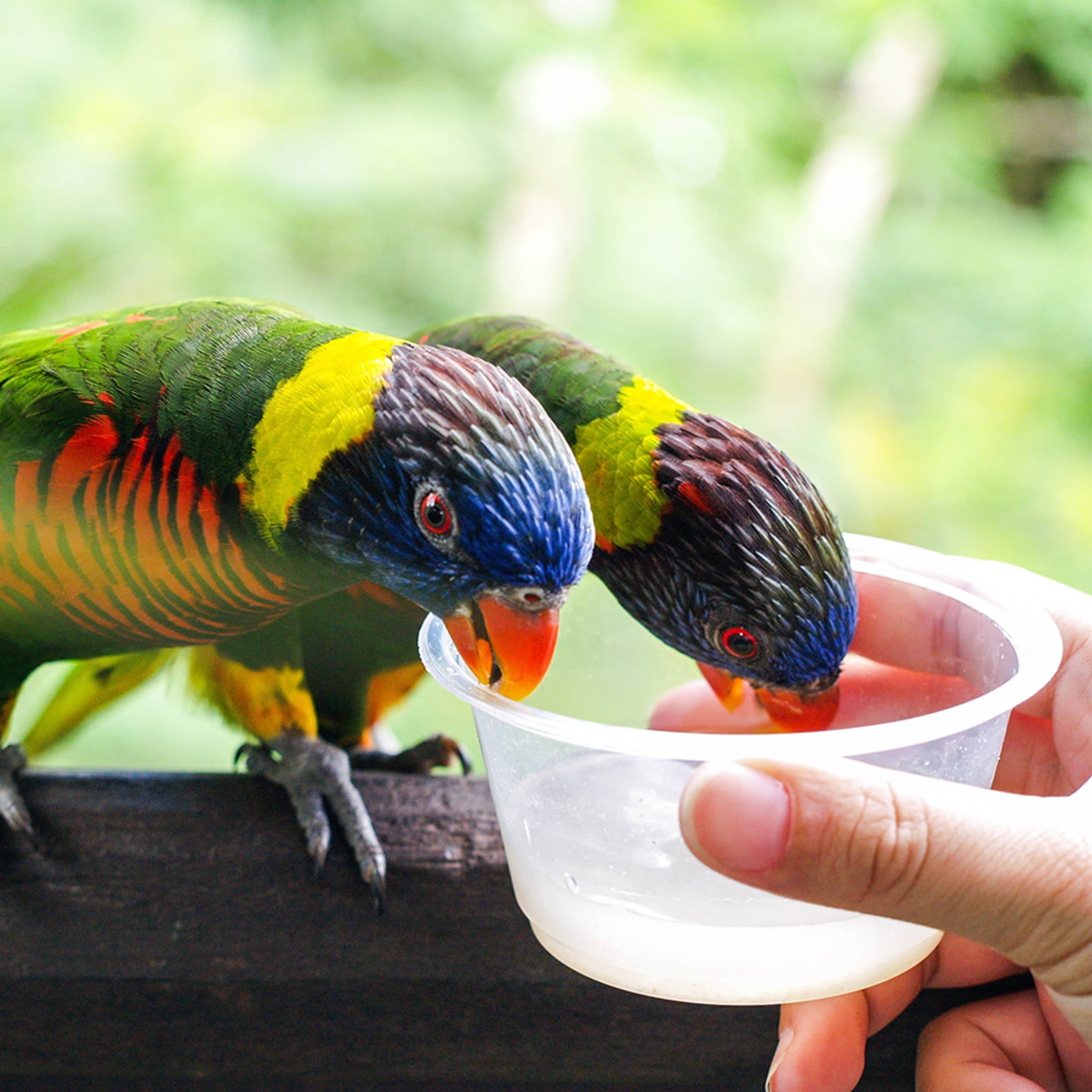 Jurong Bird Park Singapore