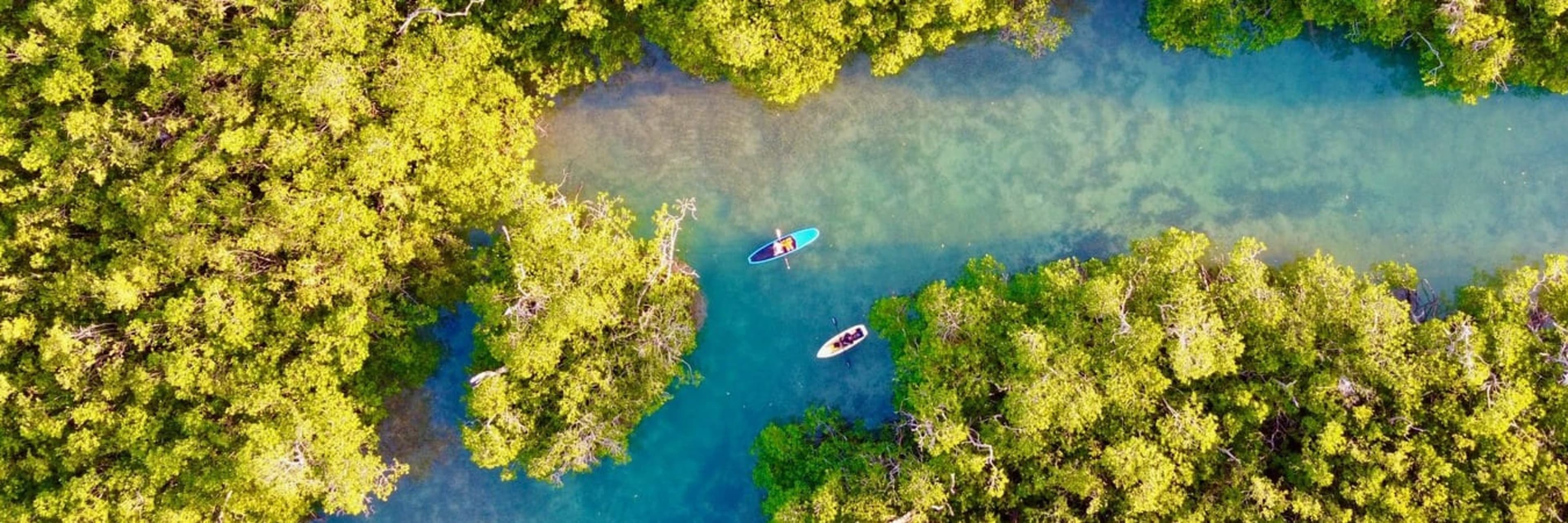 Sunrise Wildlife Stand-Up Paddleboard or Kayak Tour