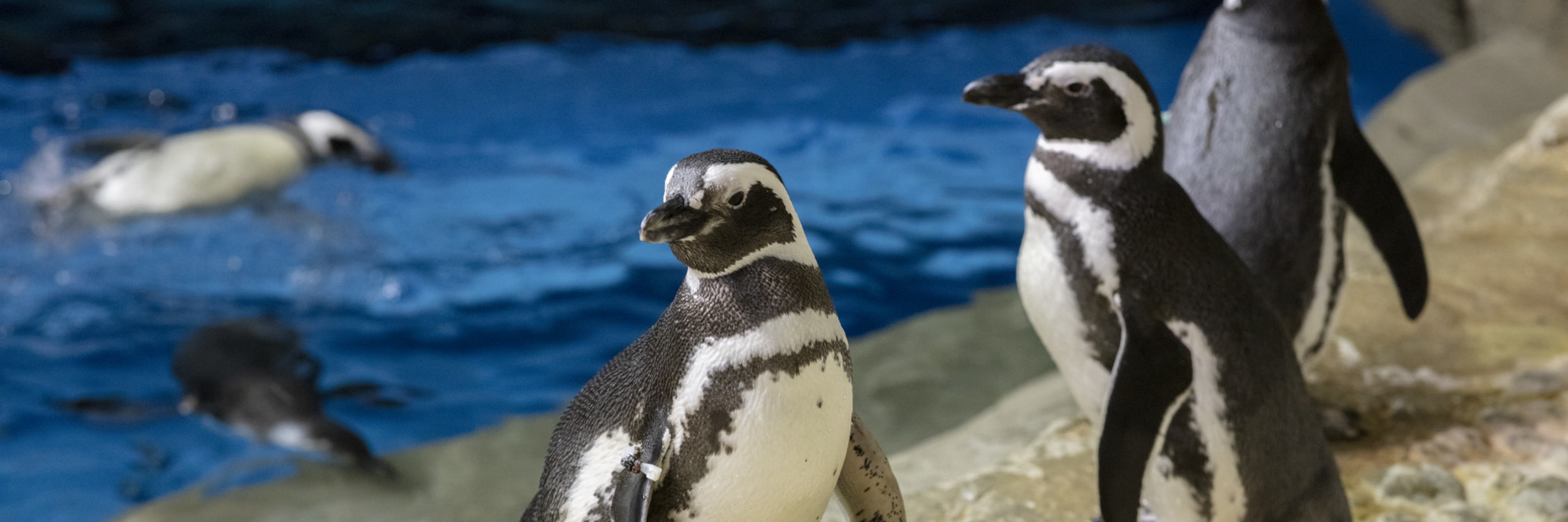 shedd aquarium