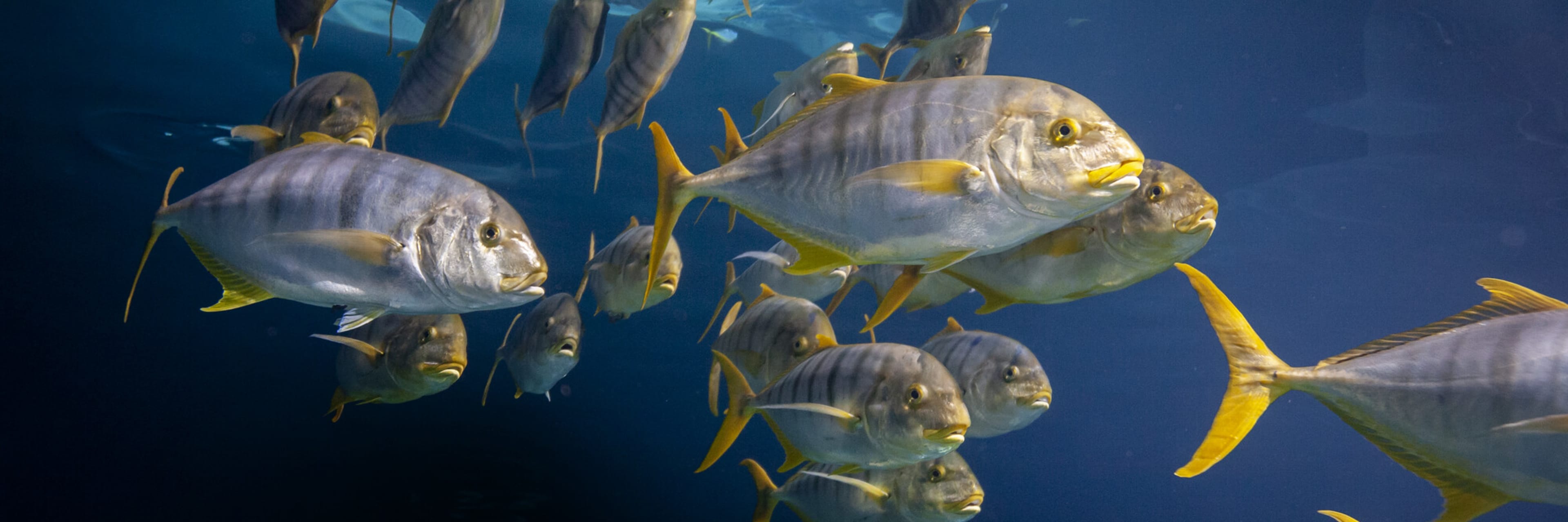 fishes swimming