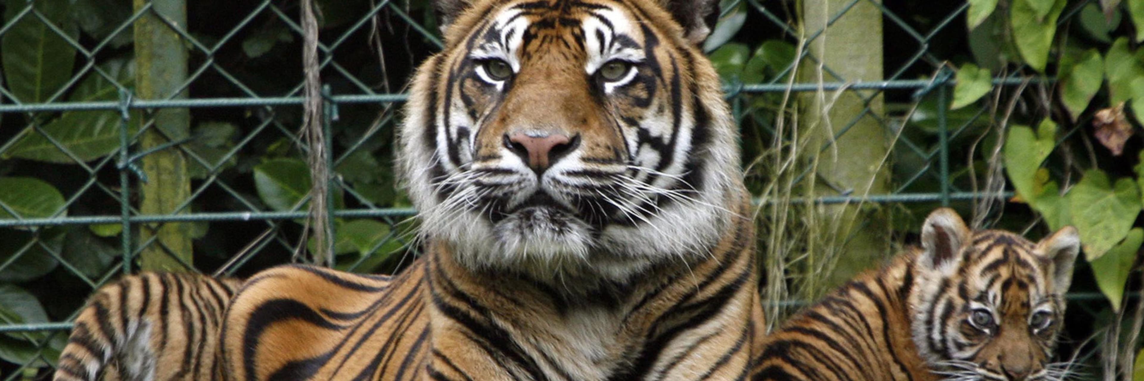 animaux du zoo de Dublin