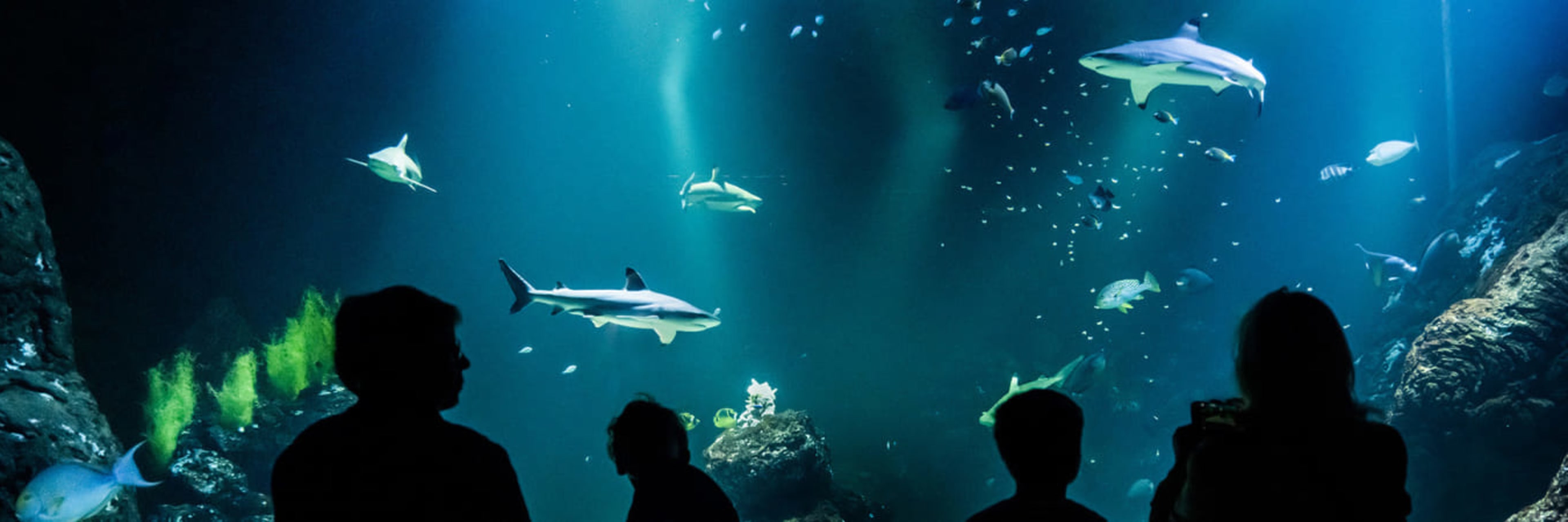 Ocean zone at the Universeum, Gothenburg.