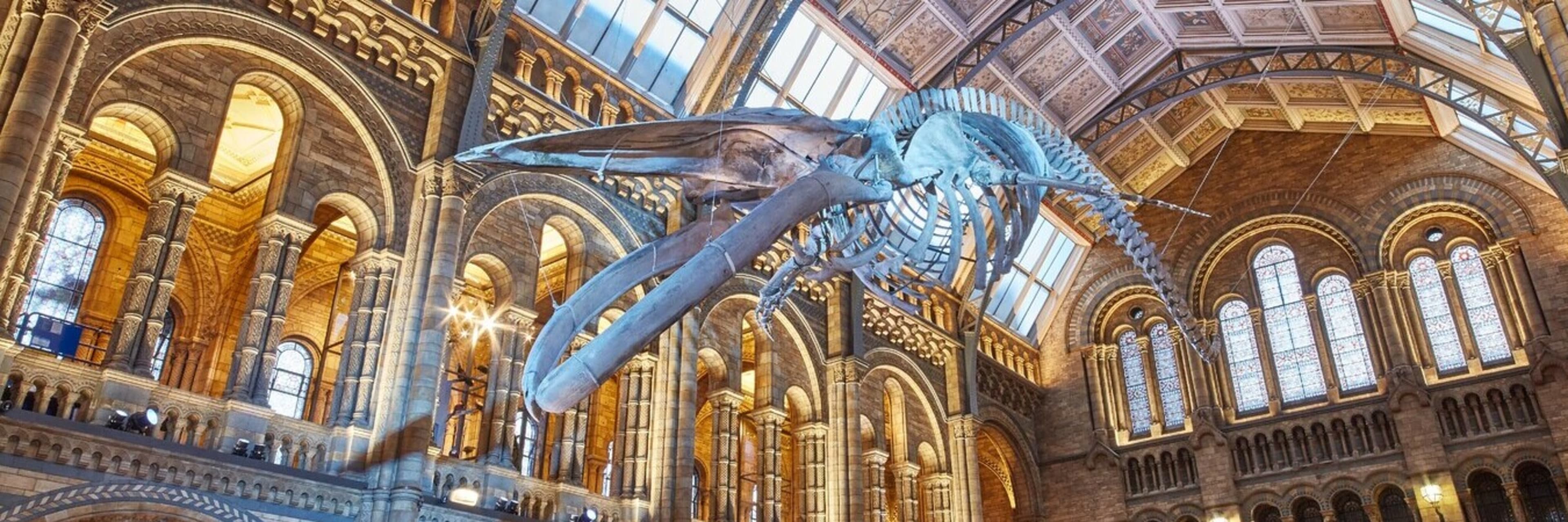 A blue whale skeleton in the entrance hall at London's Natural History Museum.