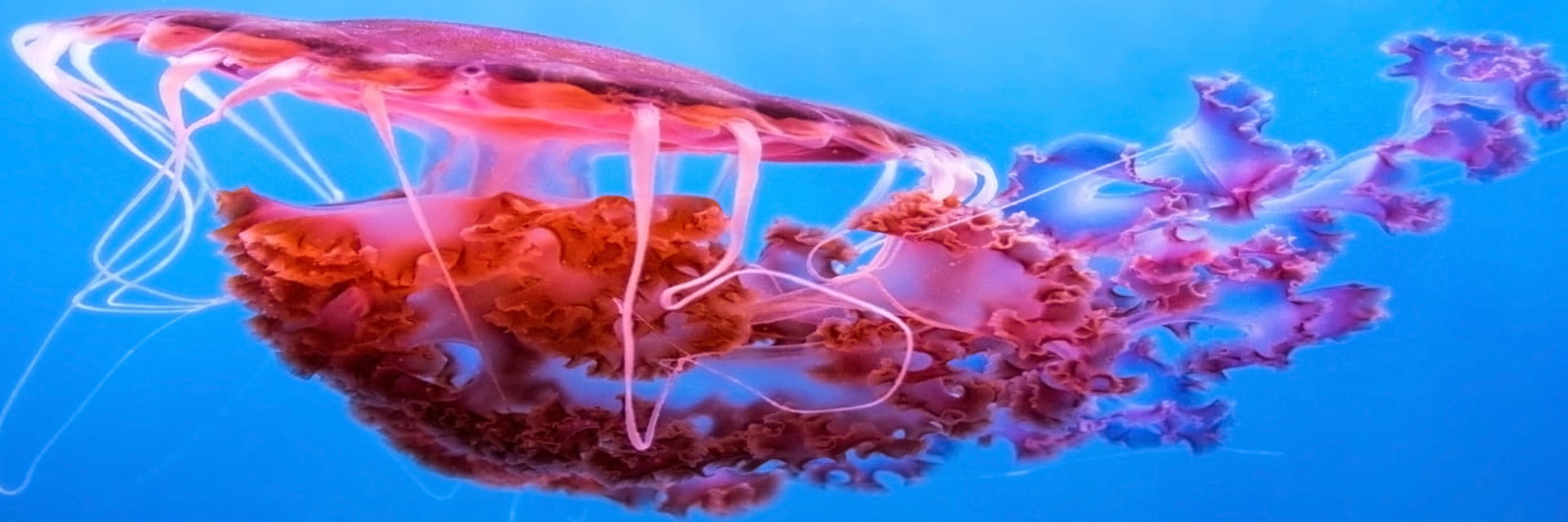Jellyfish hero image