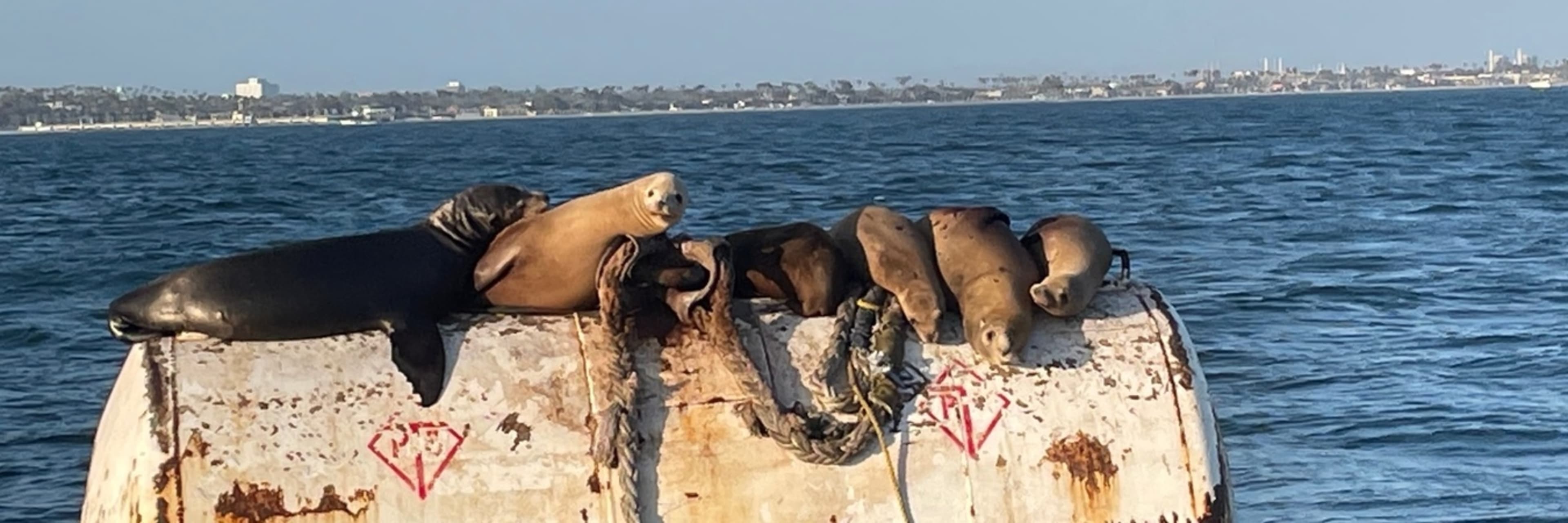 California sea lions in Long Beach Harbor.