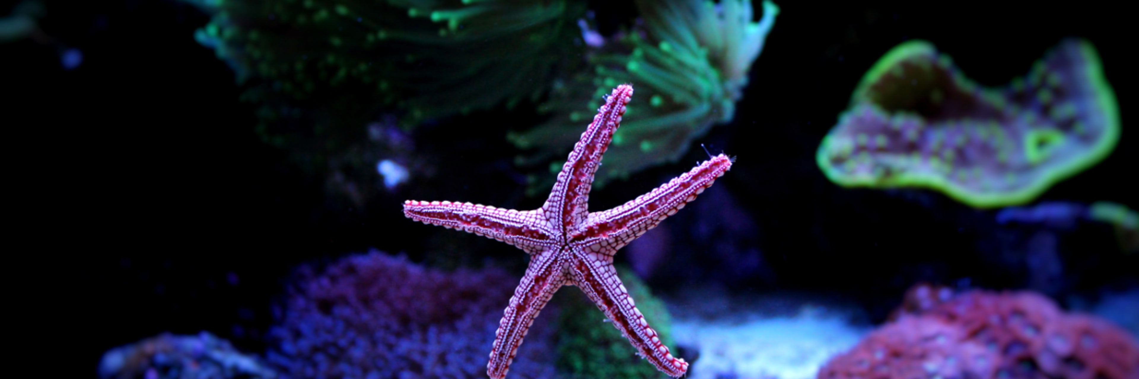 Santa Monica Pier Aquarium