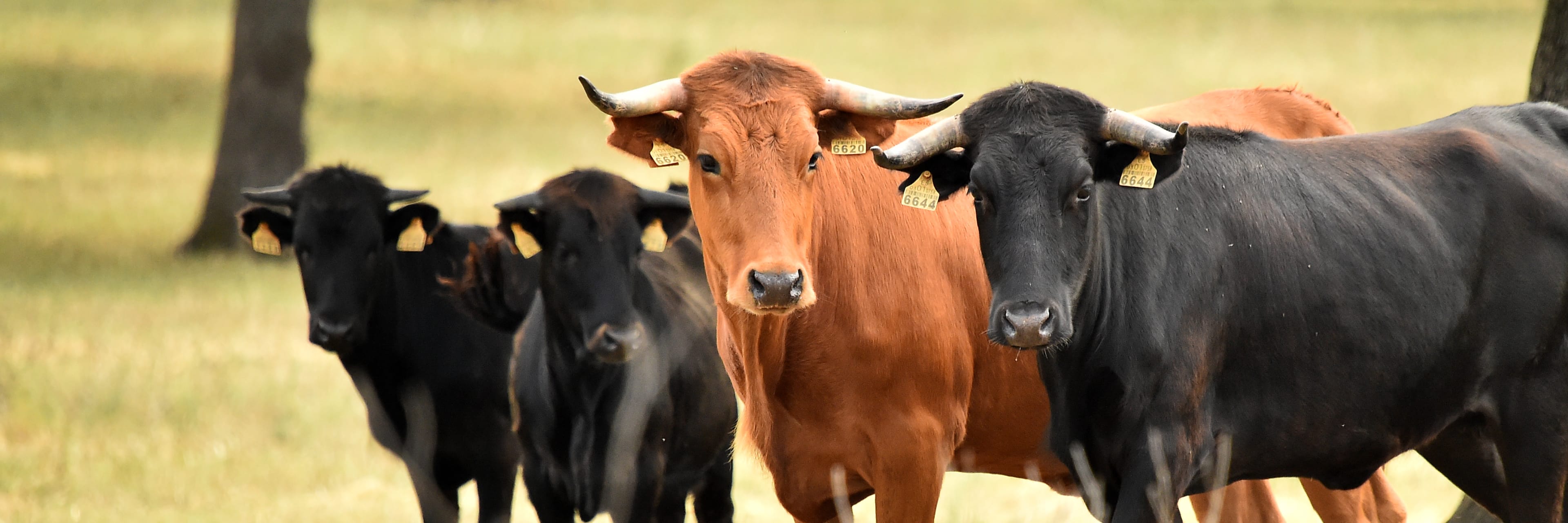 Spanish Fighting Bull Ranch