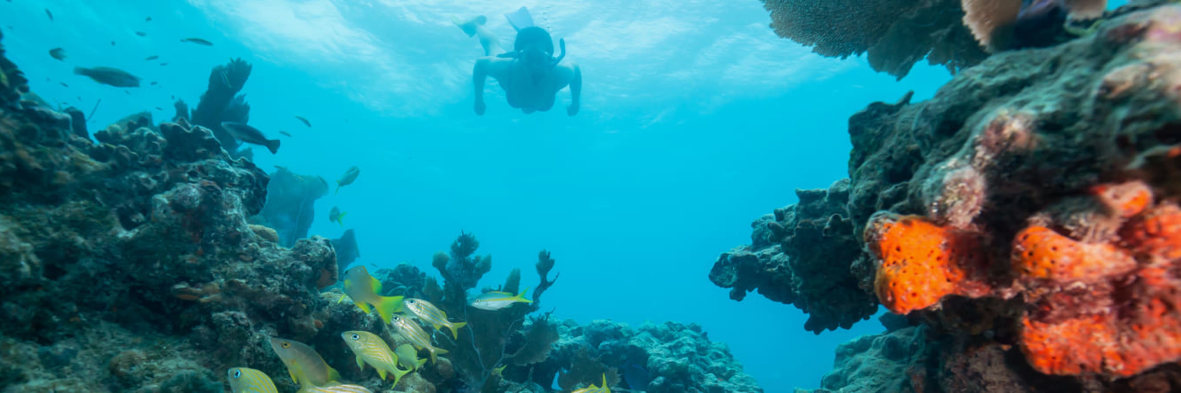 Rise and Reef Morning Snorkel, Miami