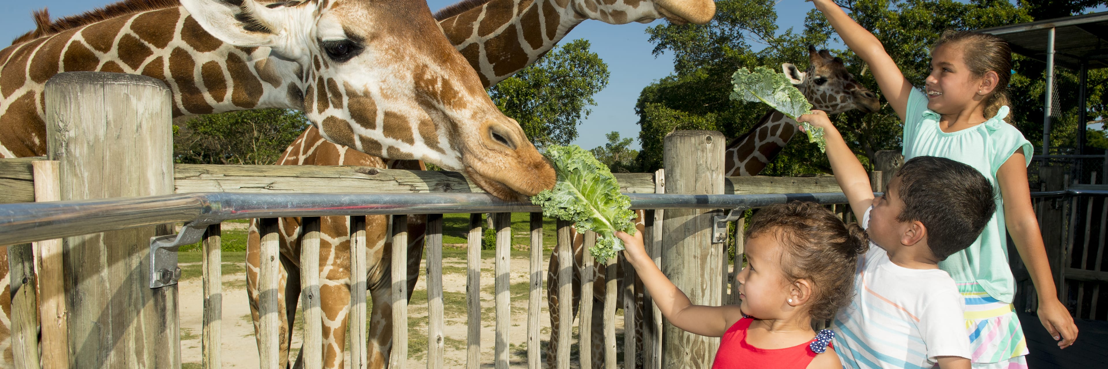 Miami Zoo