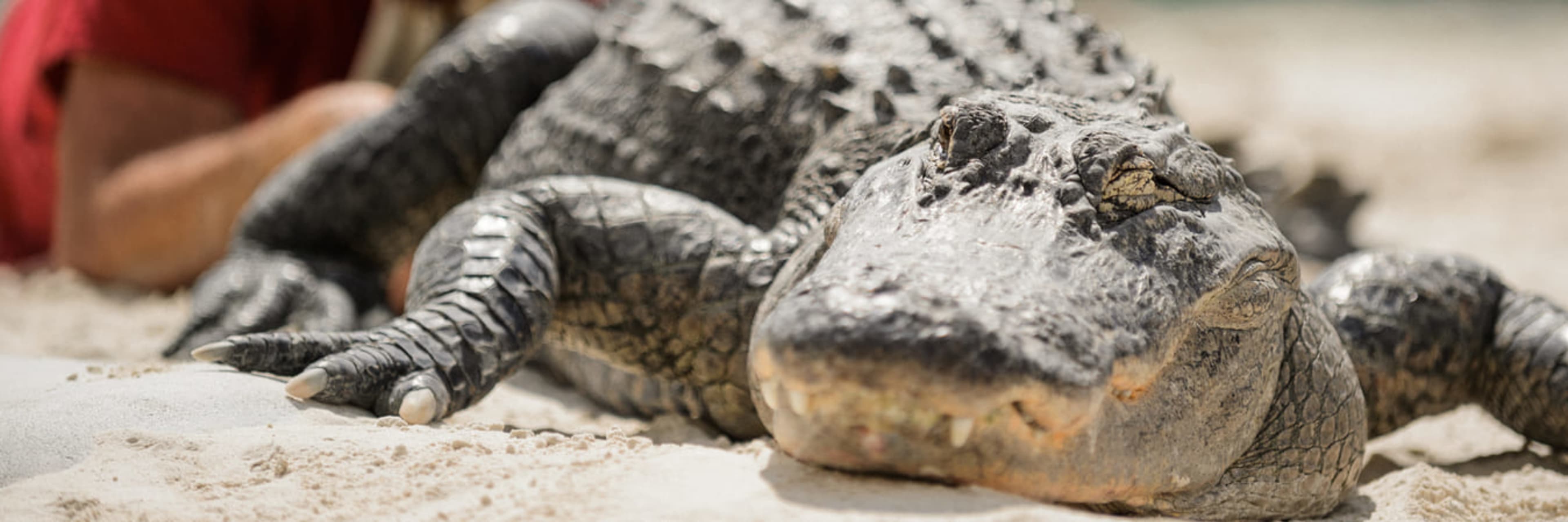 An alligator in a wildlife show in Florida.