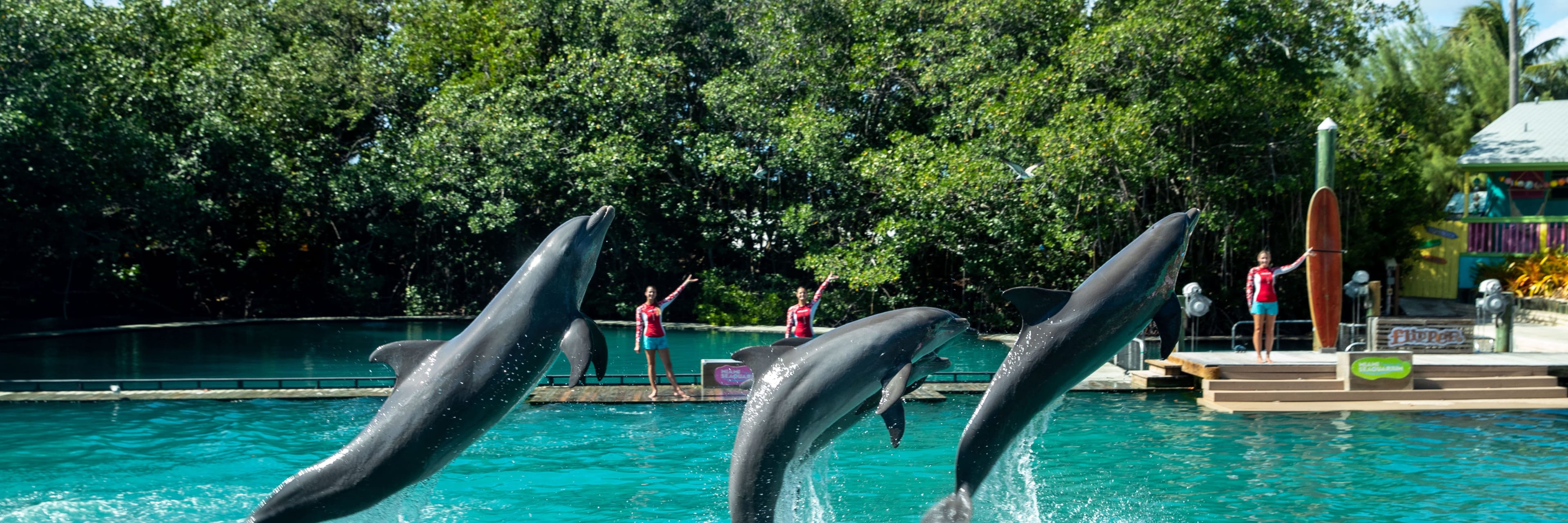 Flipper Dolphin Show